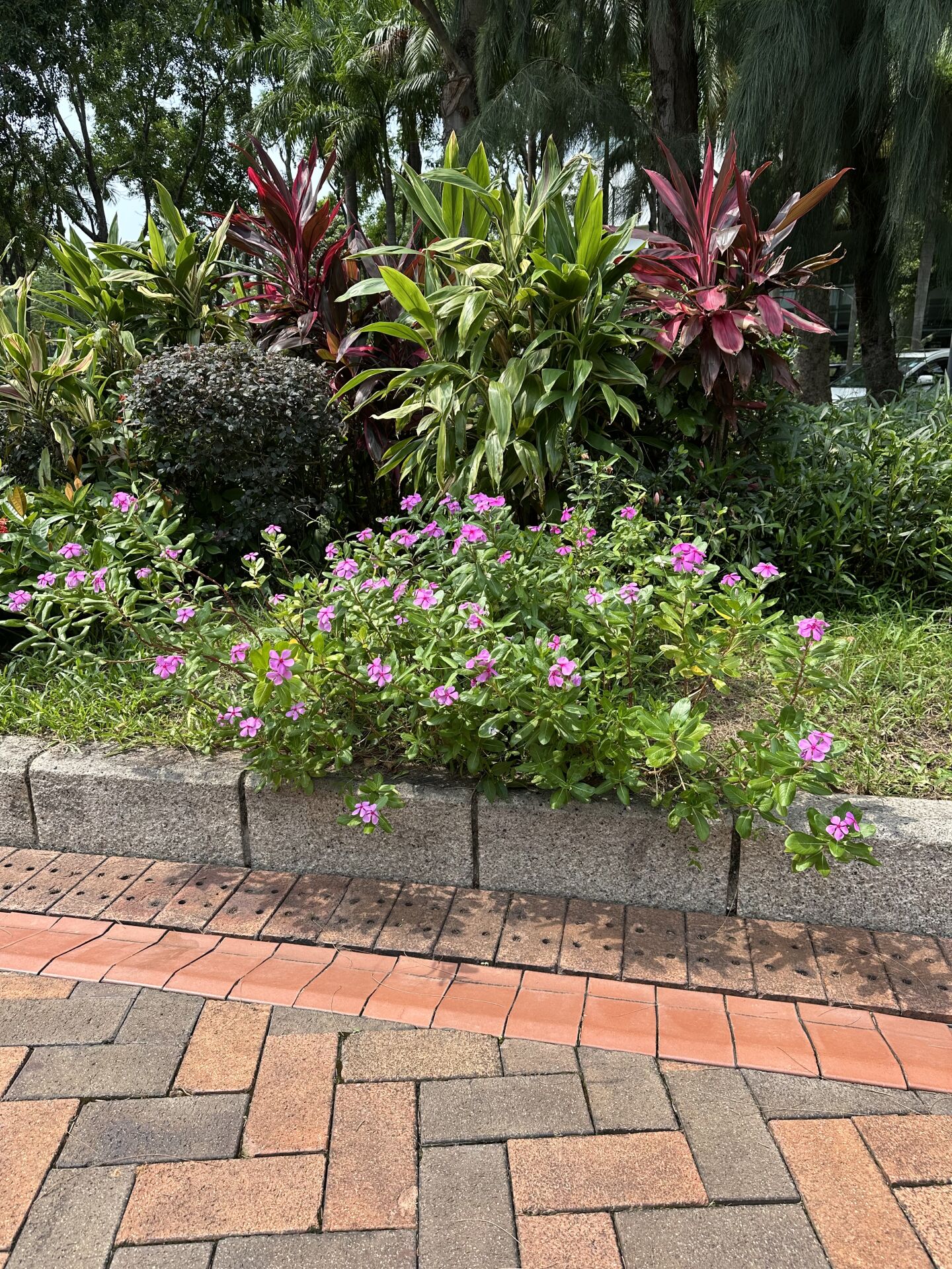 https://www.fa.gov.hk/長春花