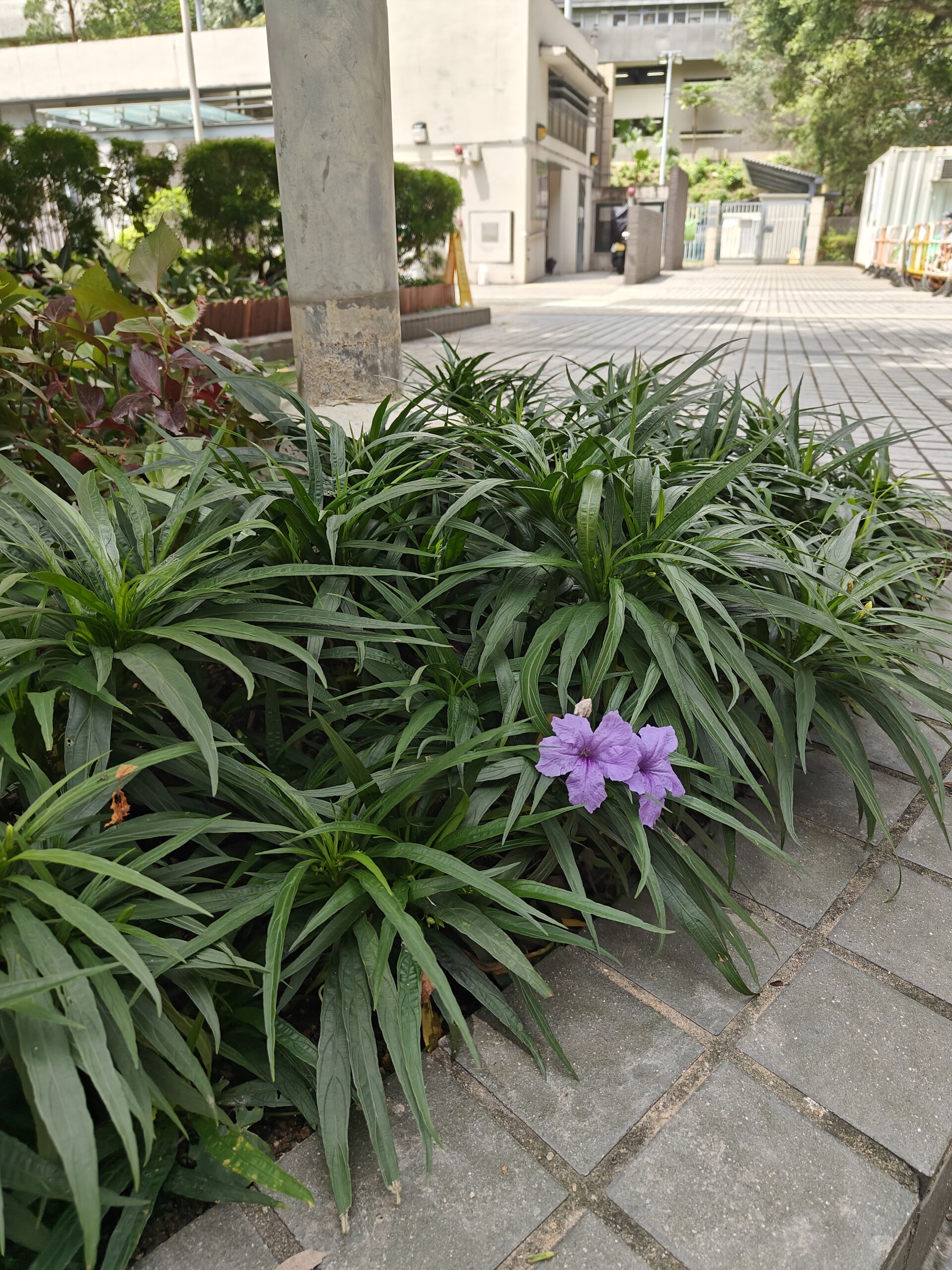 https://www.fa.gov.hk/矮種翠蘆莉