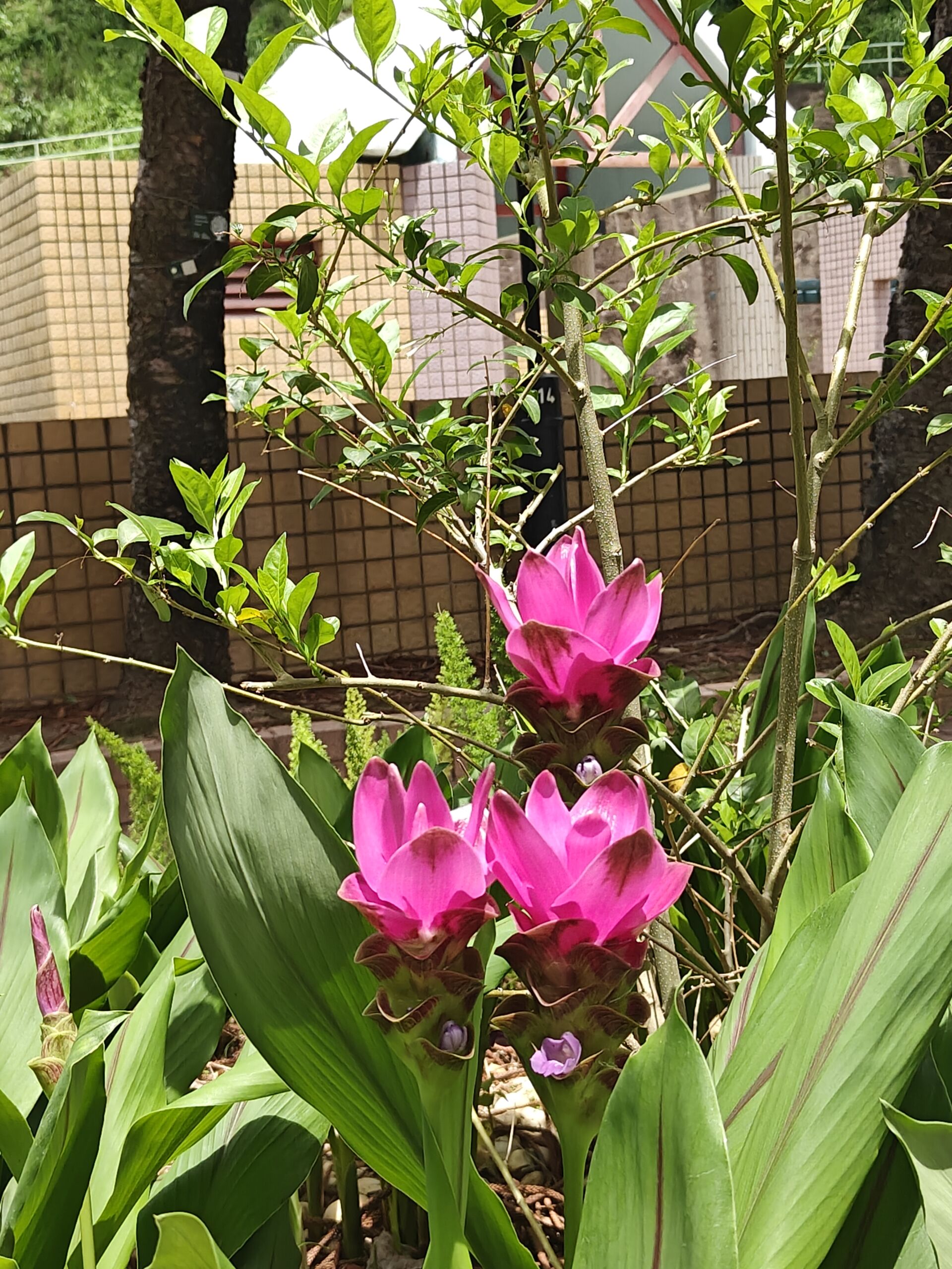 https://www.fa.gov.hk/薑荷花