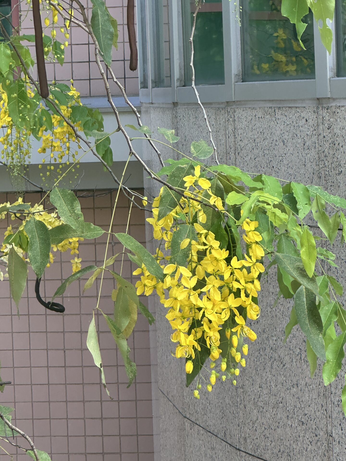 https://www.fa.gov.hk/臘腸樹(豬腸豆)