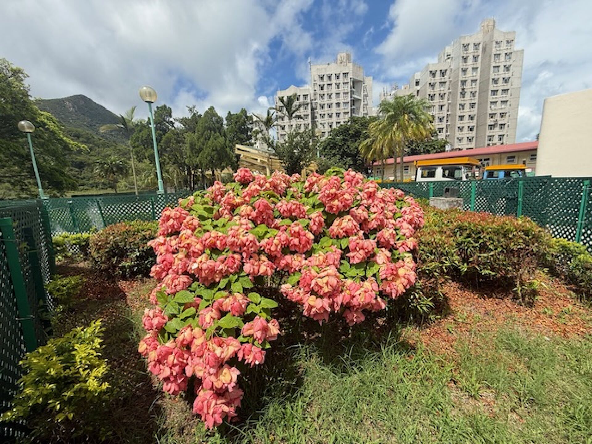 https://www.fa.gov.hk/粉葉金花(粉紙扇)