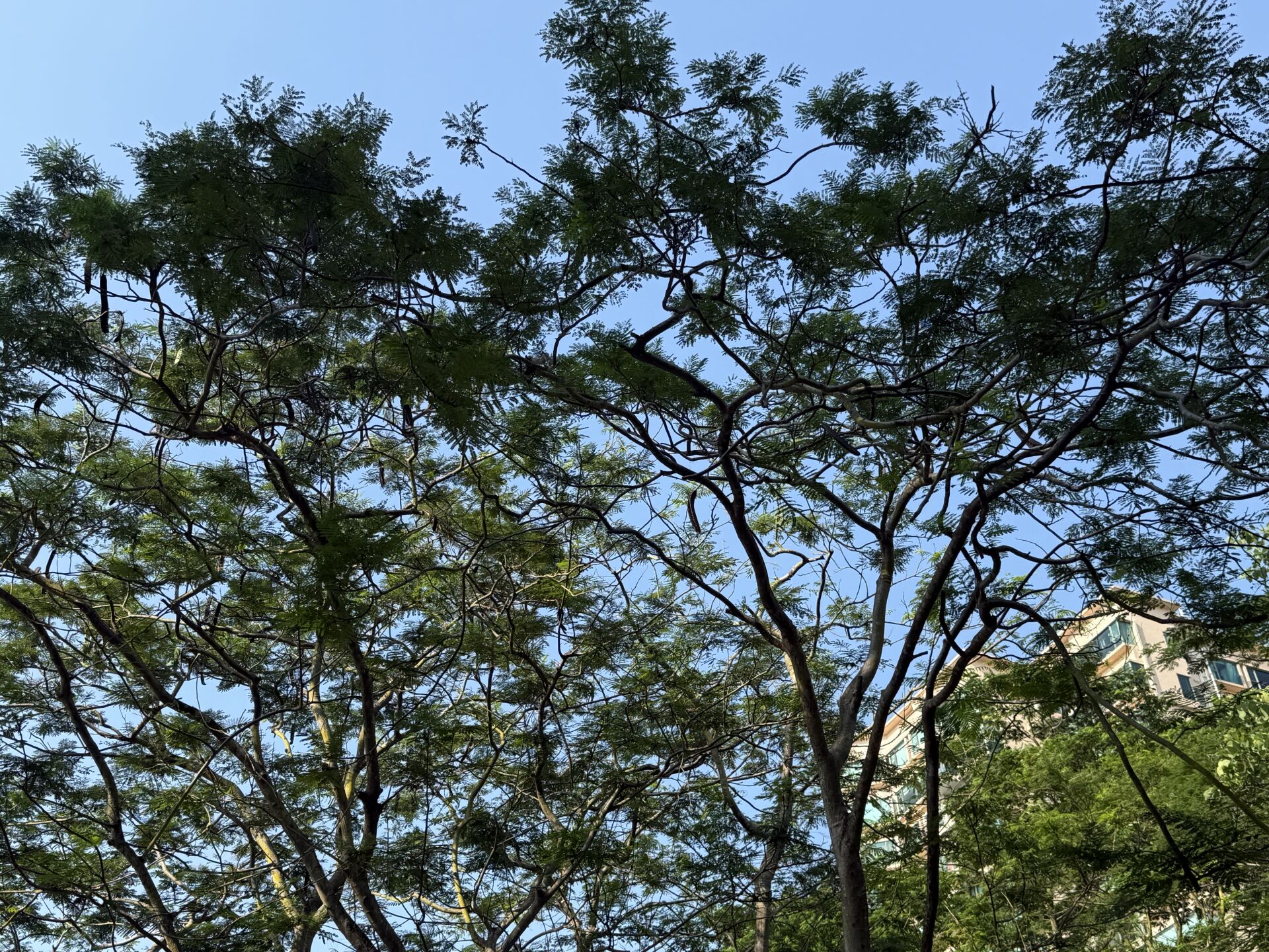 https://www.fa.gov.hk/鳳凰木