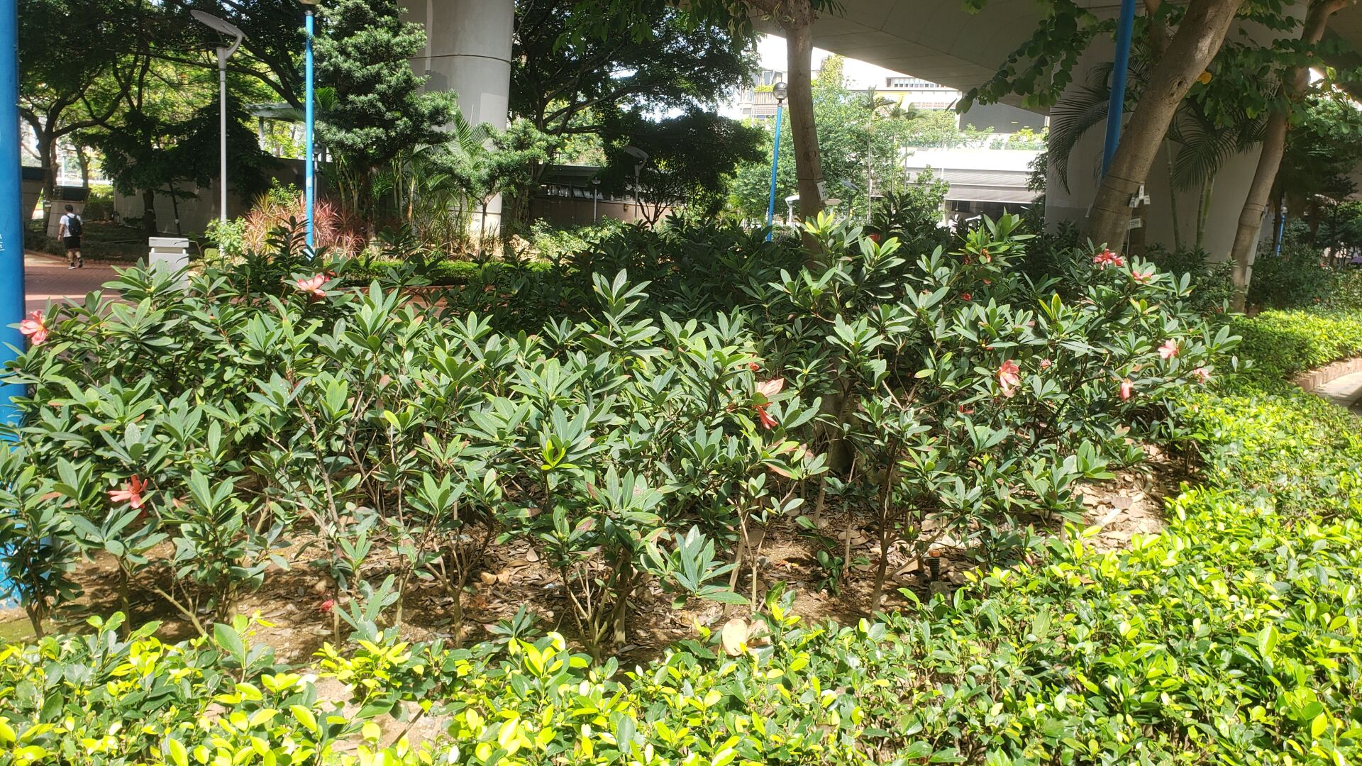 https://www.fa.gov.hk/杜鵑紅山茶