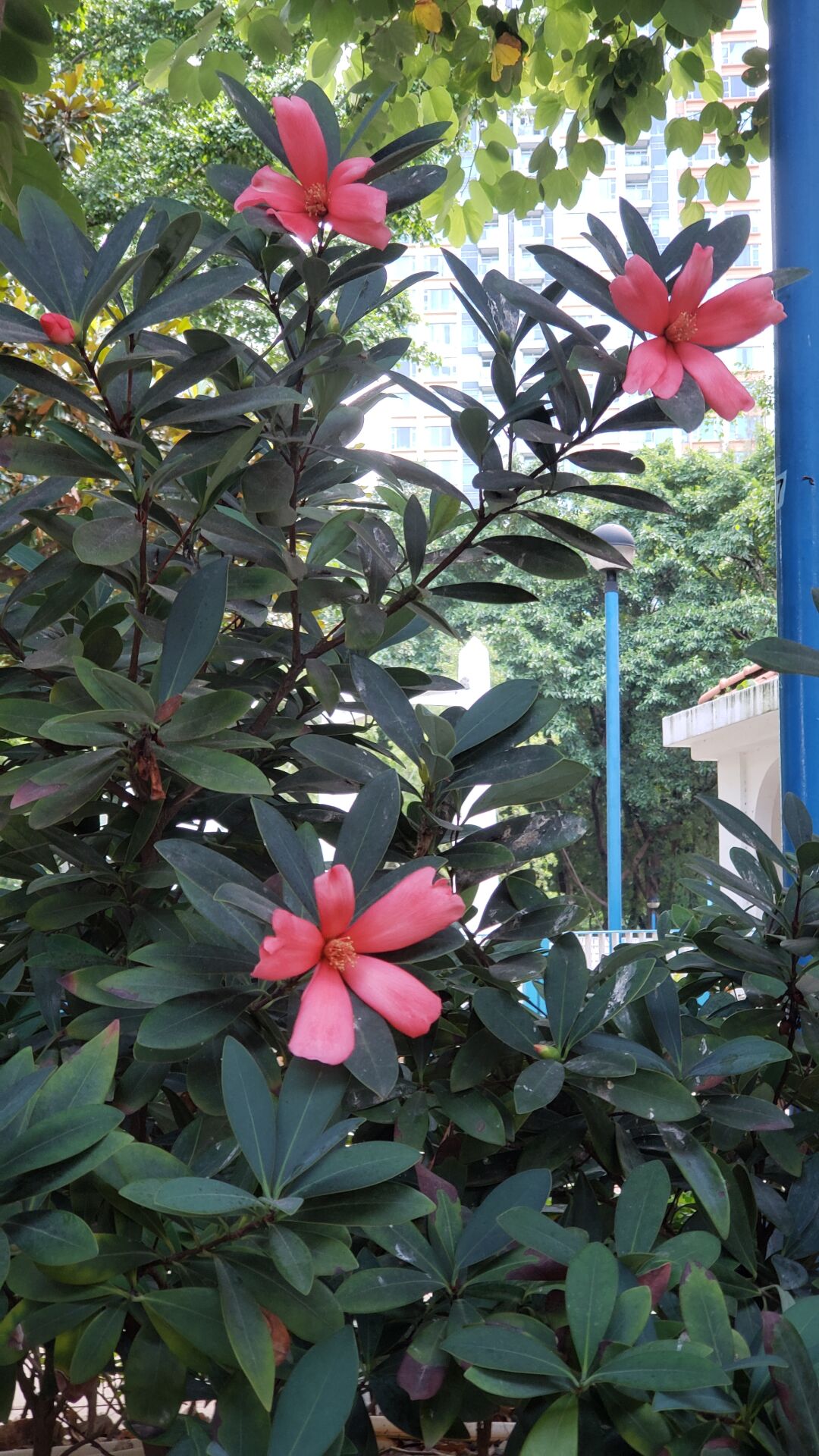 https://www.fa.gov.hk/杜鵑紅山茶