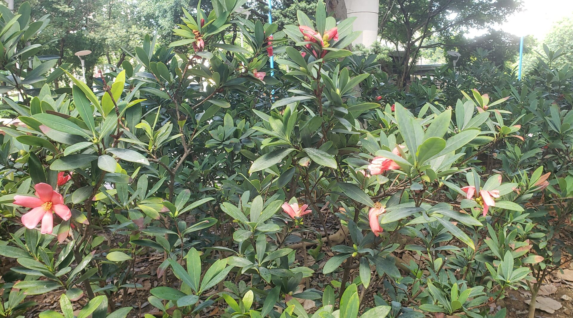 https://www.fa.gov.hk/杜鵑紅山茶