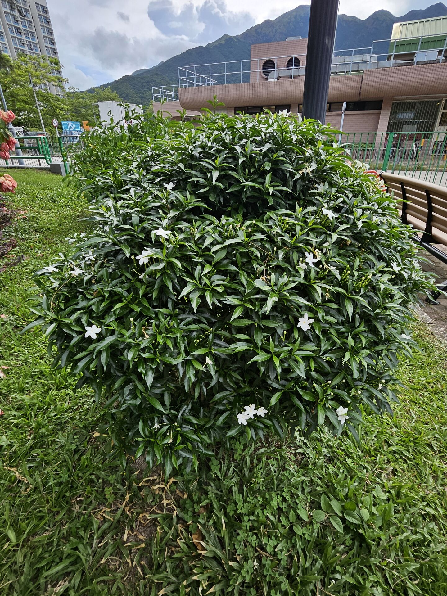 https://www.fa.gov.hk/珍珠馬茶花