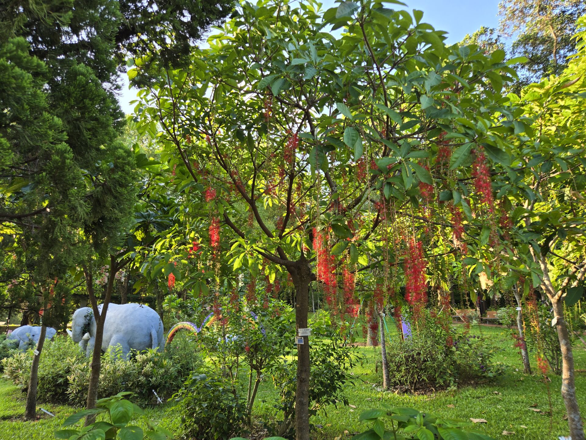 https://www.fa.gov.hk/紅花玉蕊