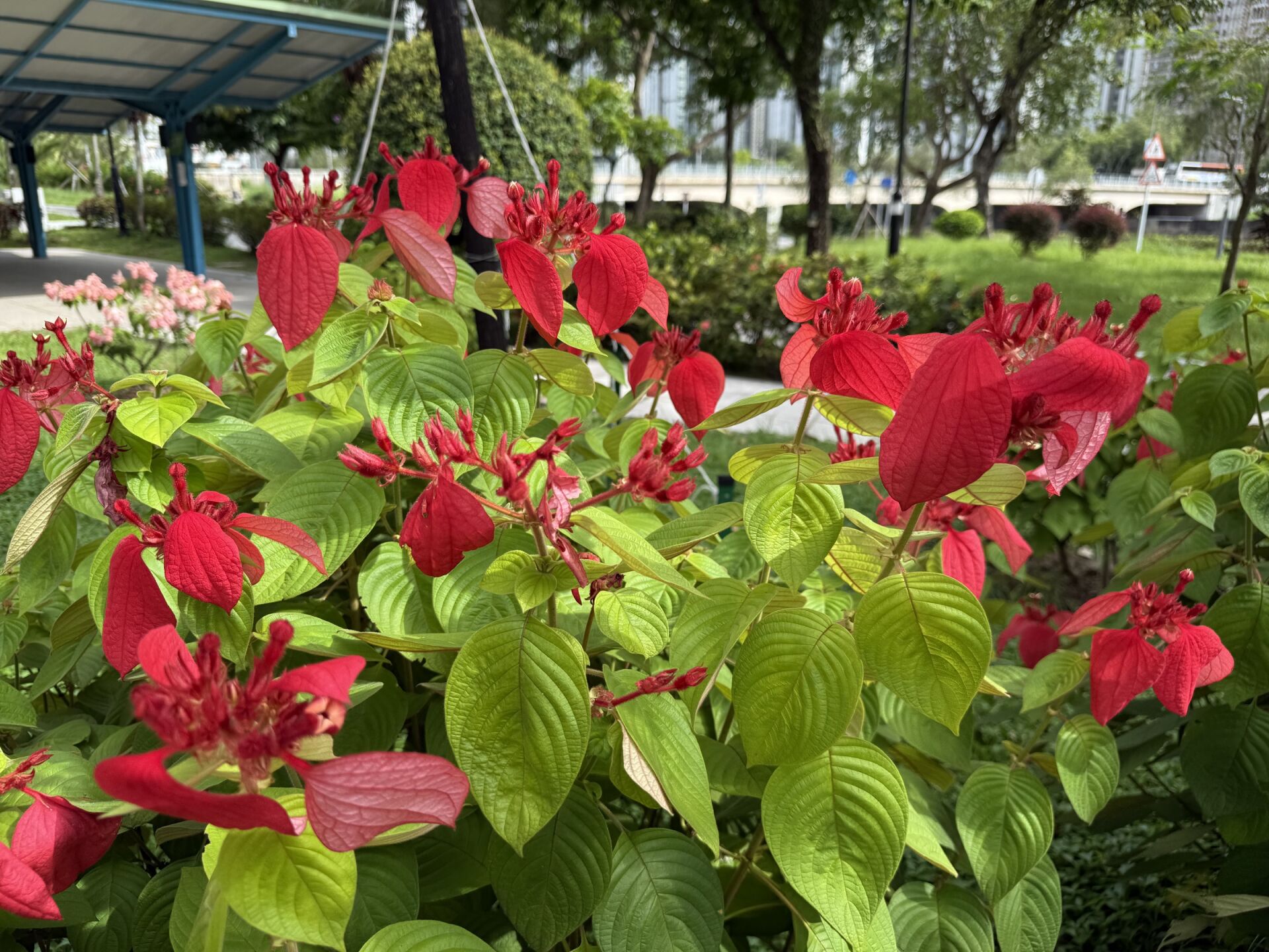 https://www.fa.gov.hk/紅葉金花 (紅紙扇)