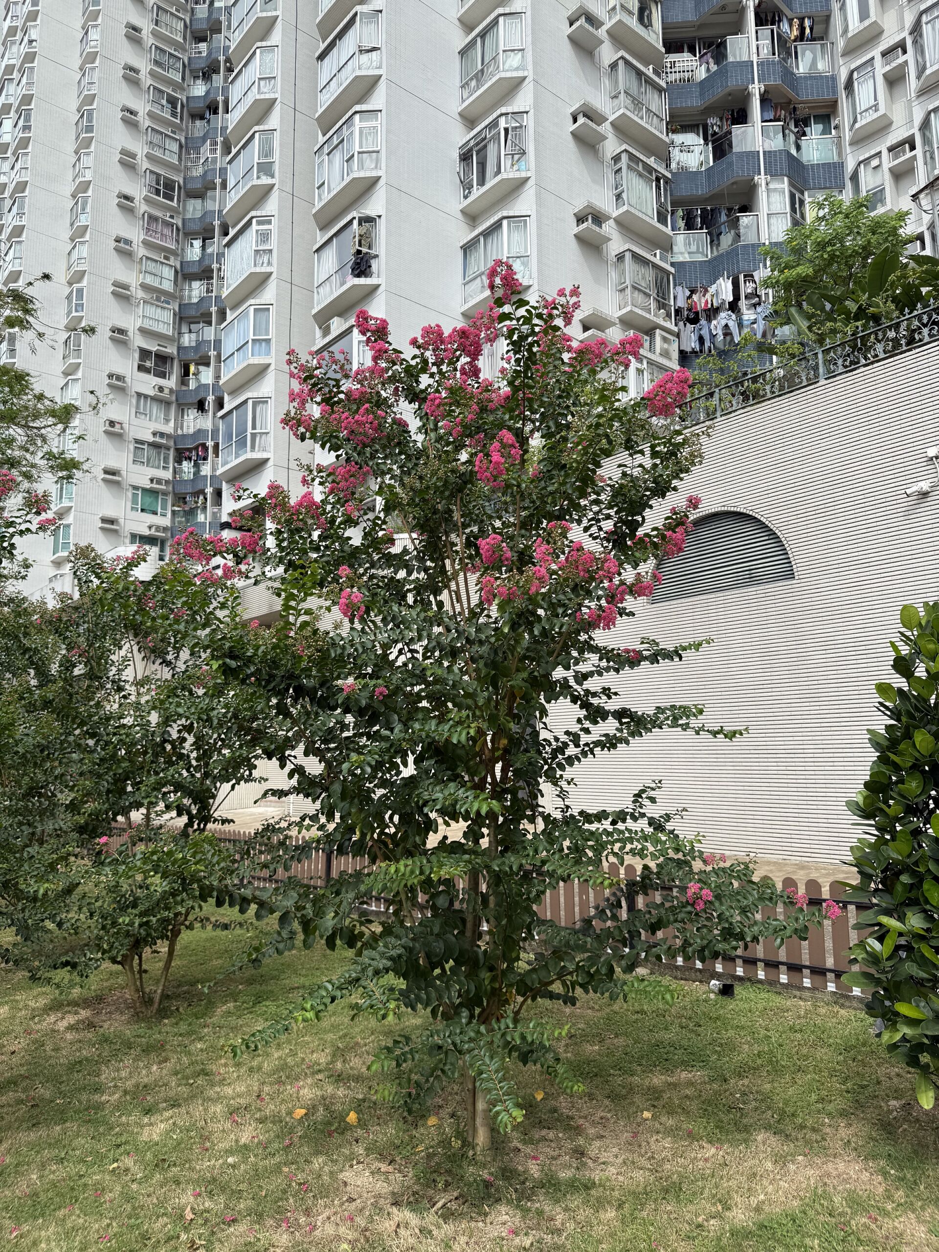https://www.fa.gov.hk/紫薇