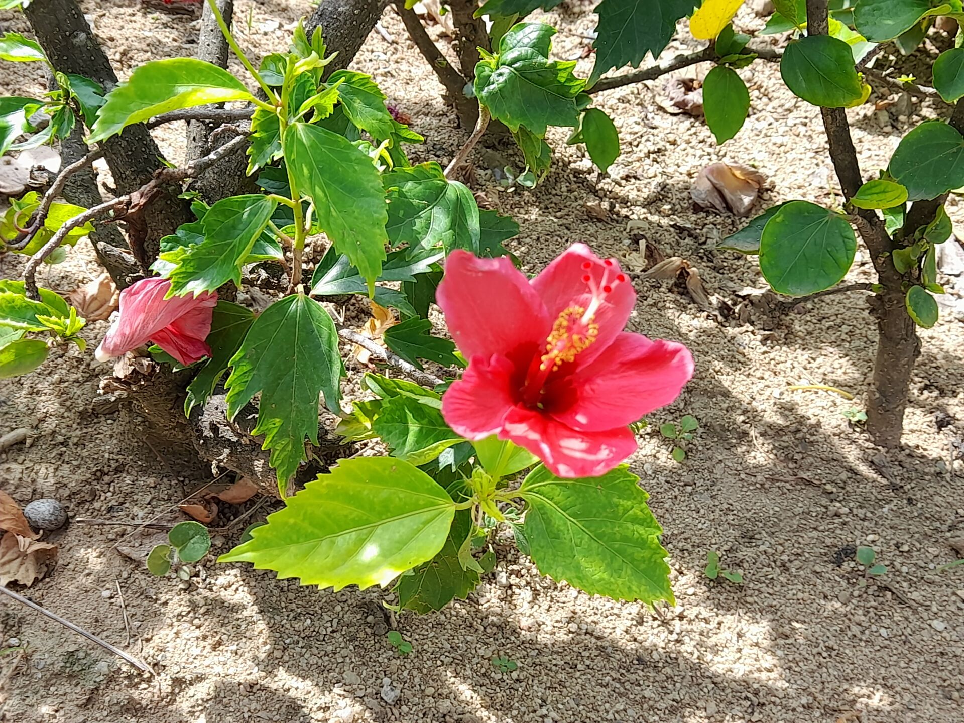 https://www.fa.gov.hk/朱槿(扶桑、大紅花)
