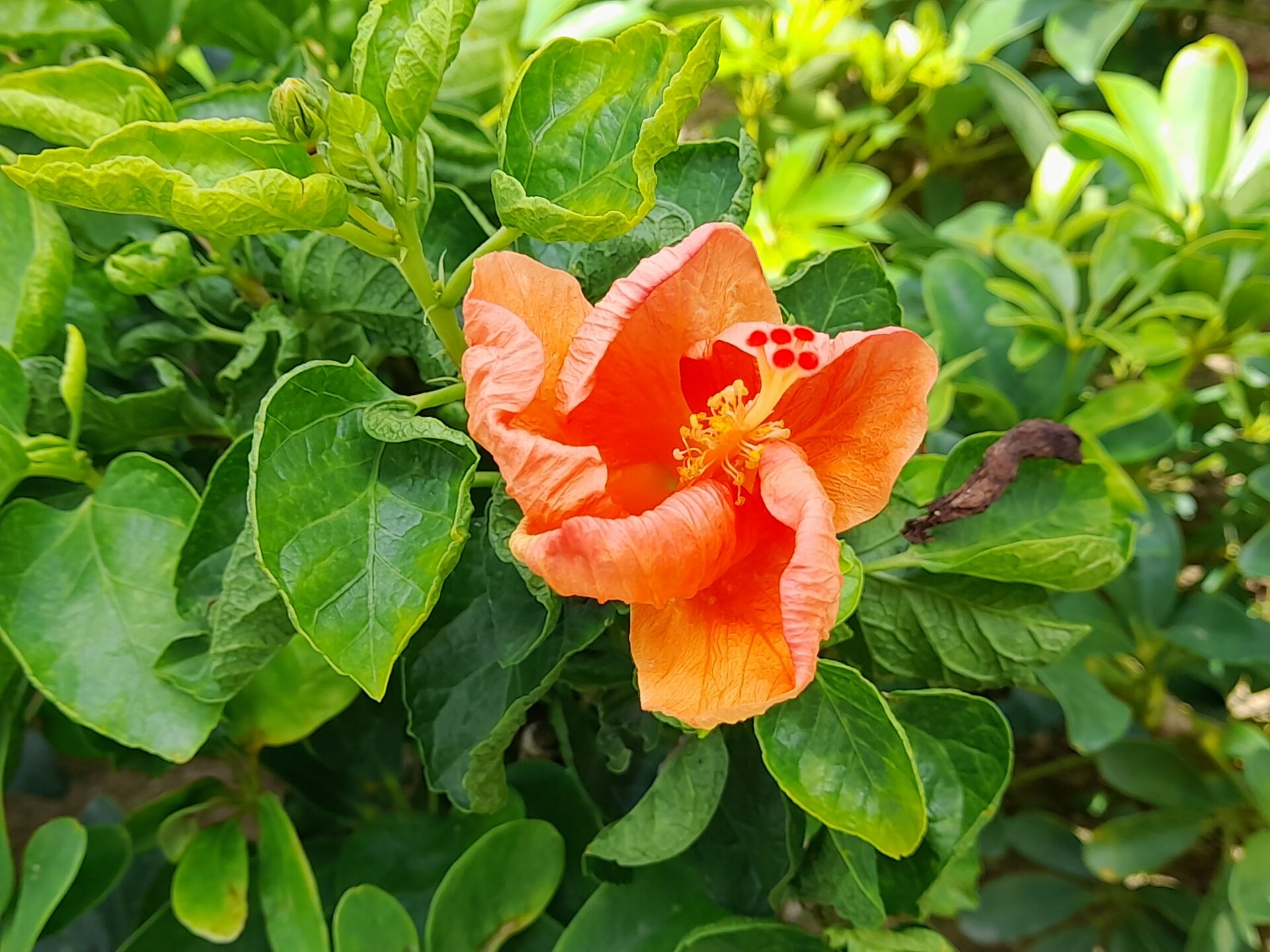 https://www.fa.gov.hk/朱槿(扶桑、大紅花)