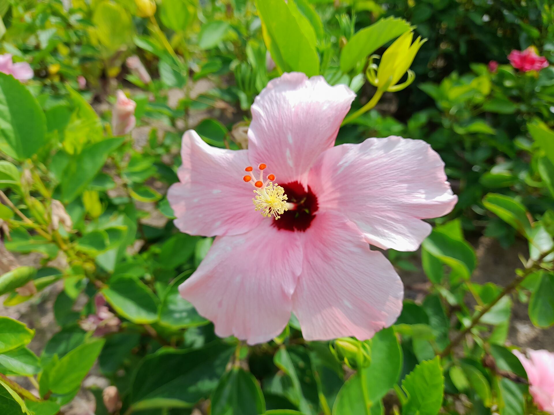 https://www.fa.gov.hk/朱槿(扶桑、大紅花)