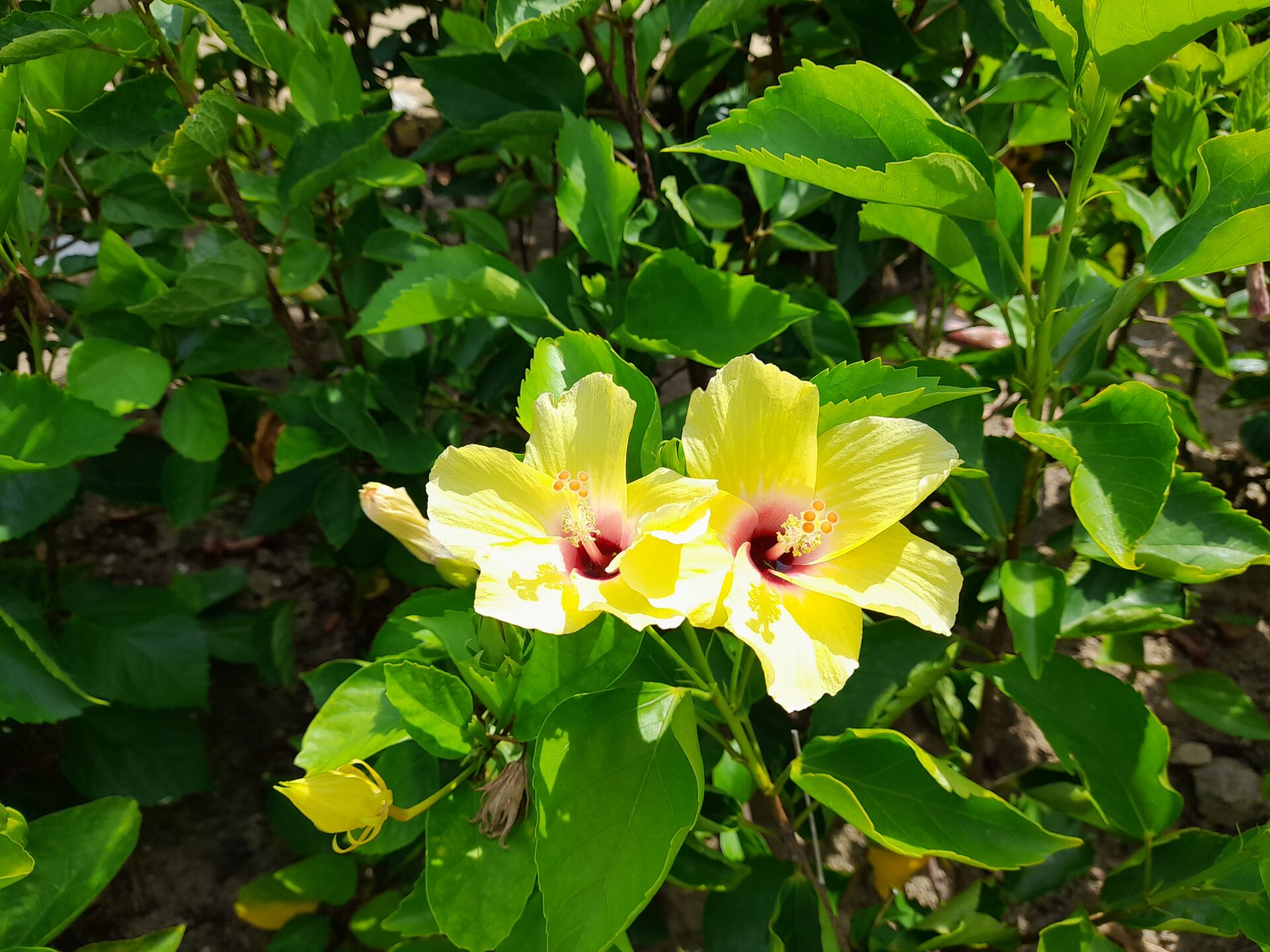 https://www.fa.gov.hk/朱槿(扶桑、大紅花)
