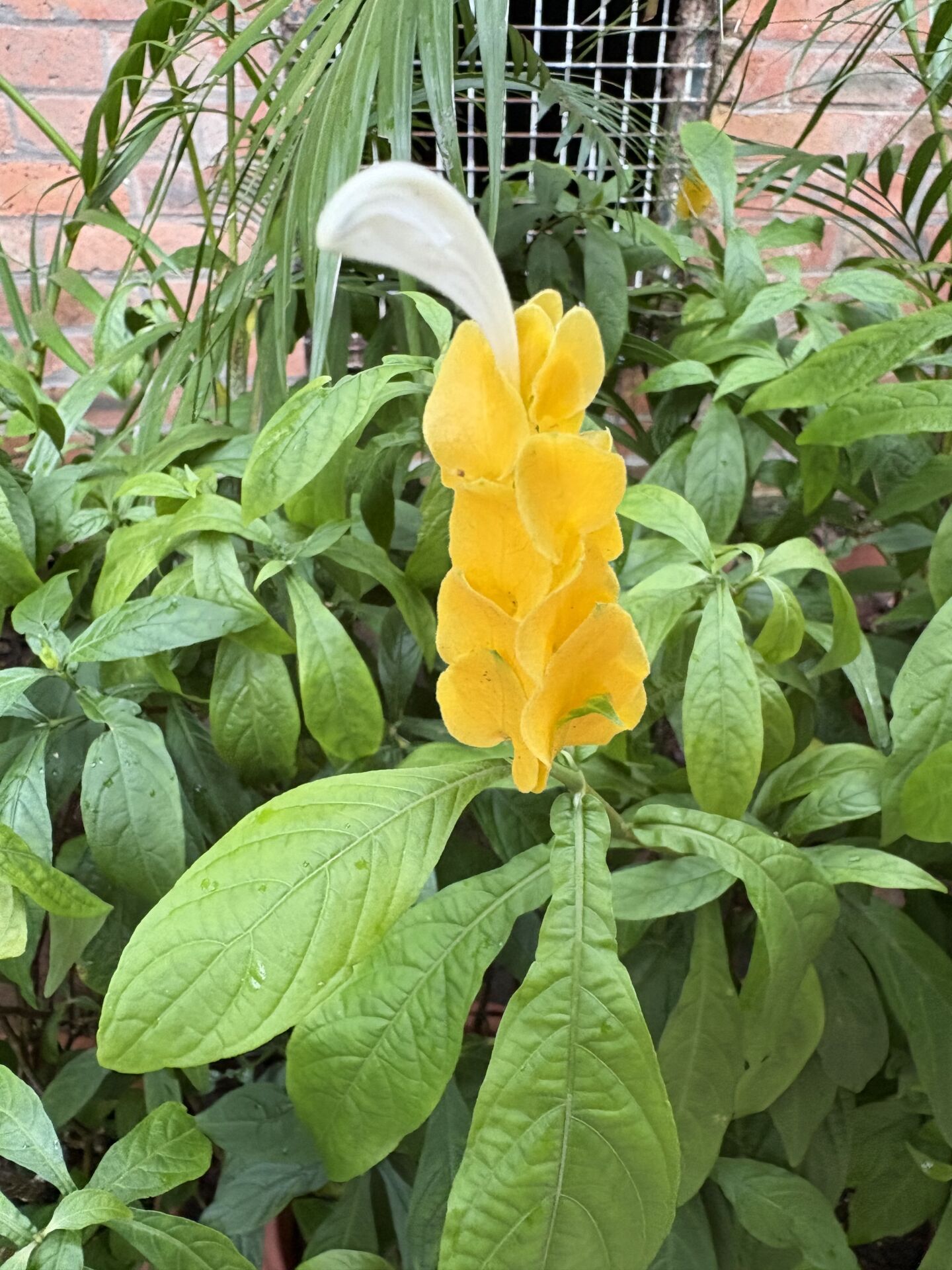 https://www.fa.gov.hk/金苞花(黃鴨咀花)