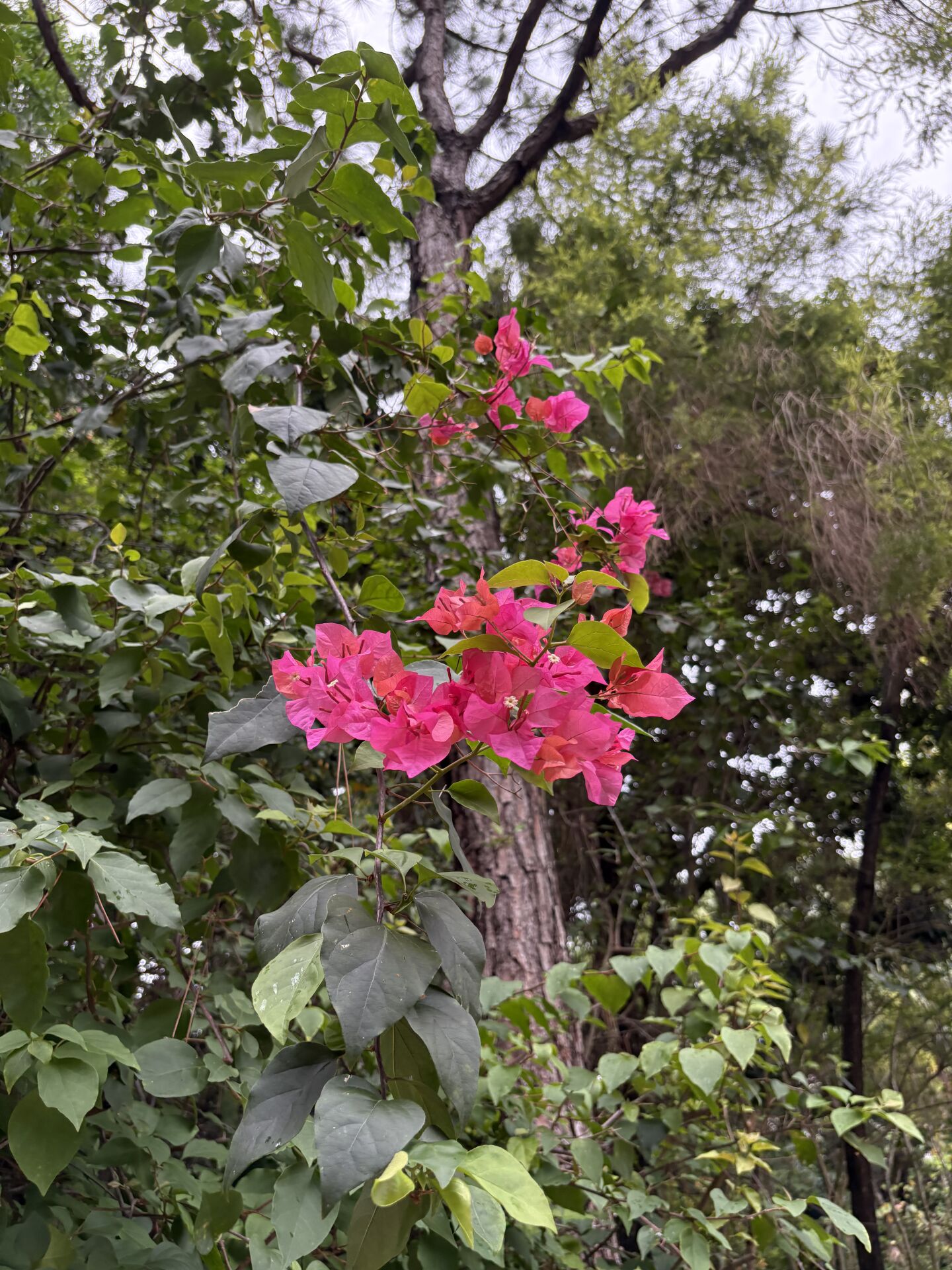 https://www.fa.gov.hk/葉子花(簕杜鵑)