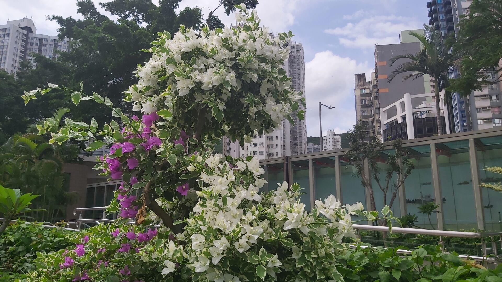 https://www.fa.gov.hk/葉子花(簕杜鵑)