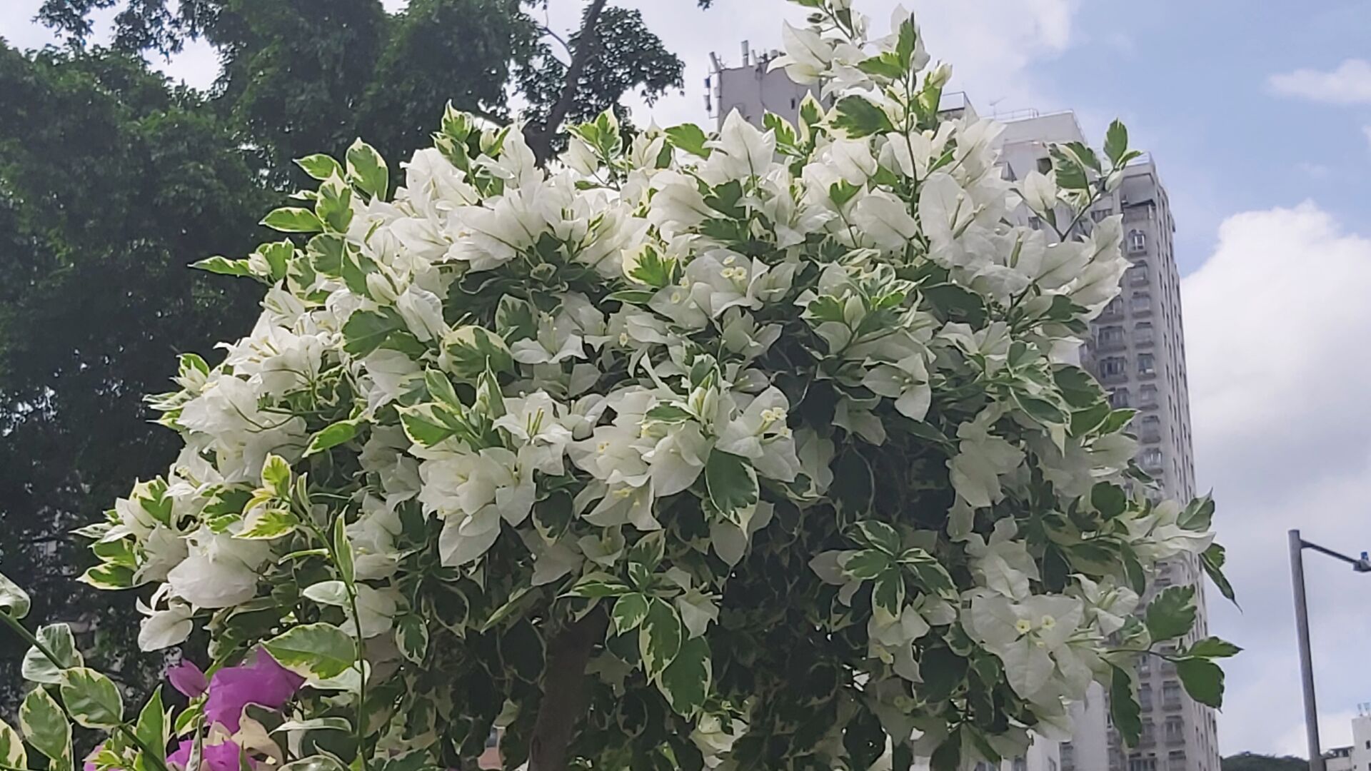 https://www.fa.gov.hk/葉子花(簕杜鵑)