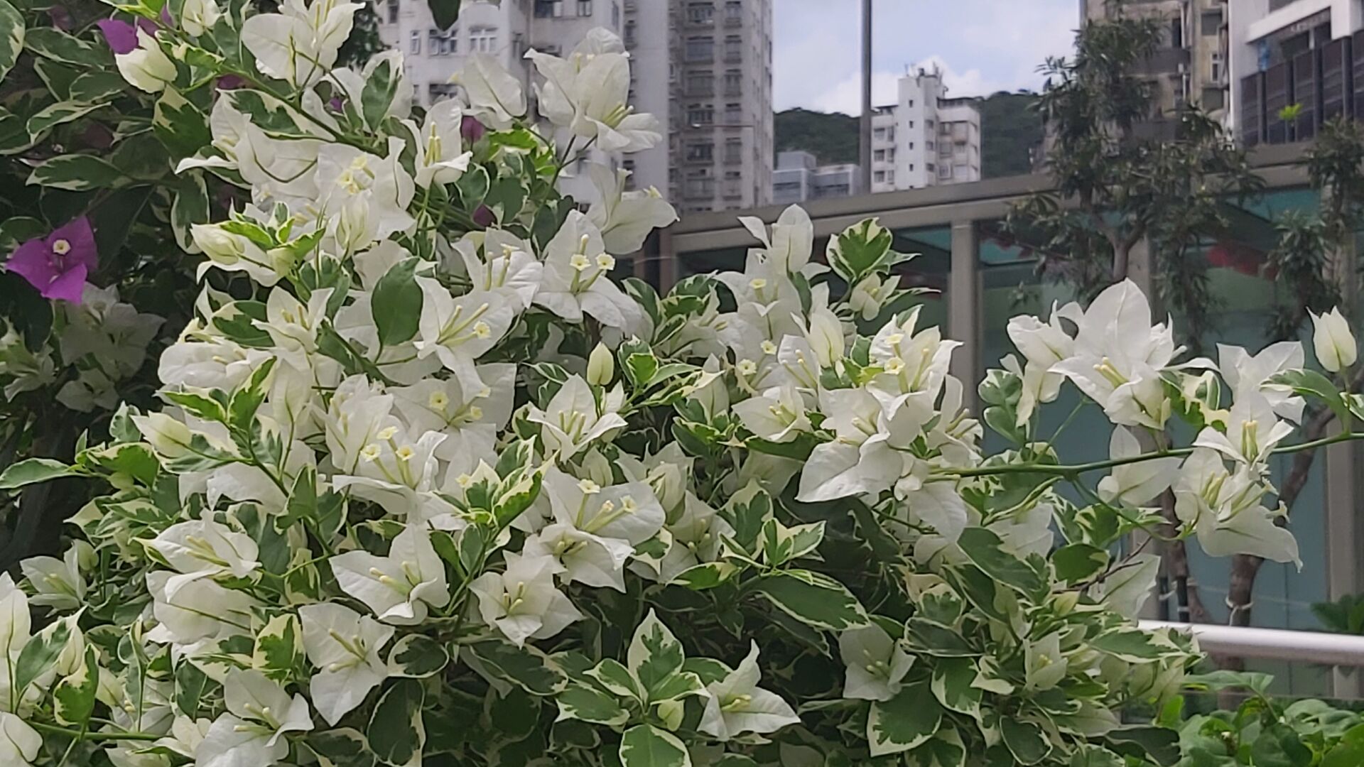 https://www.fa.gov.hk/葉子花(簕杜鵑)