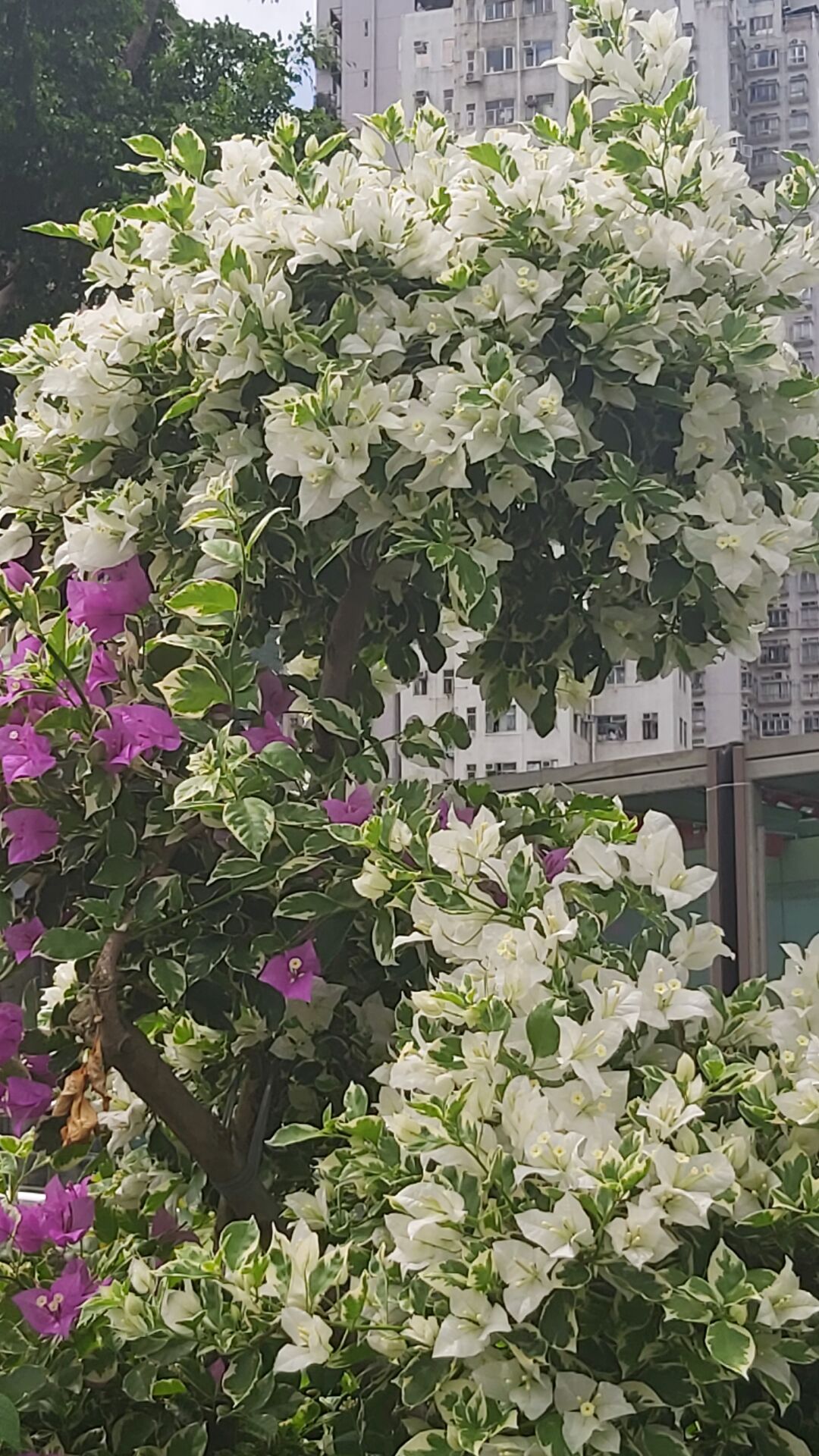 https://www.fa.gov.hk/葉子花(簕杜鵑)
