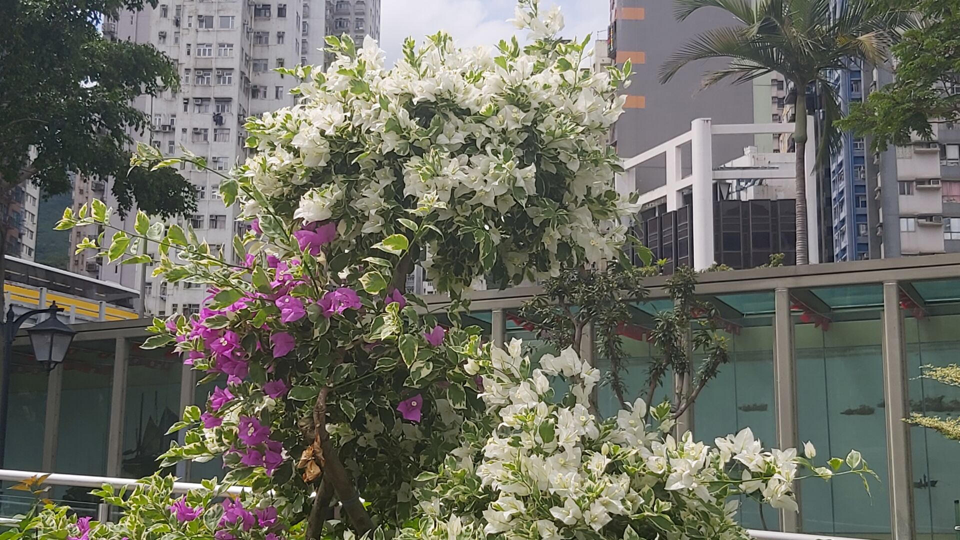 https://www.fa.gov.hk/ 葉子花(簕杜鵑)