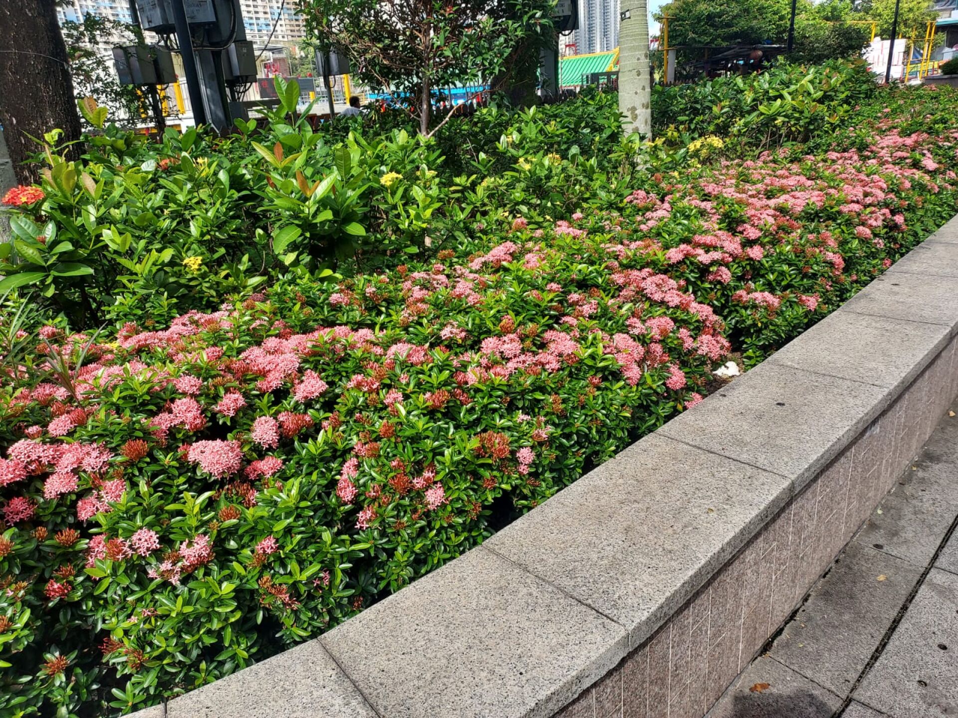 https://www.fa.gov.hk/細葉龍船花