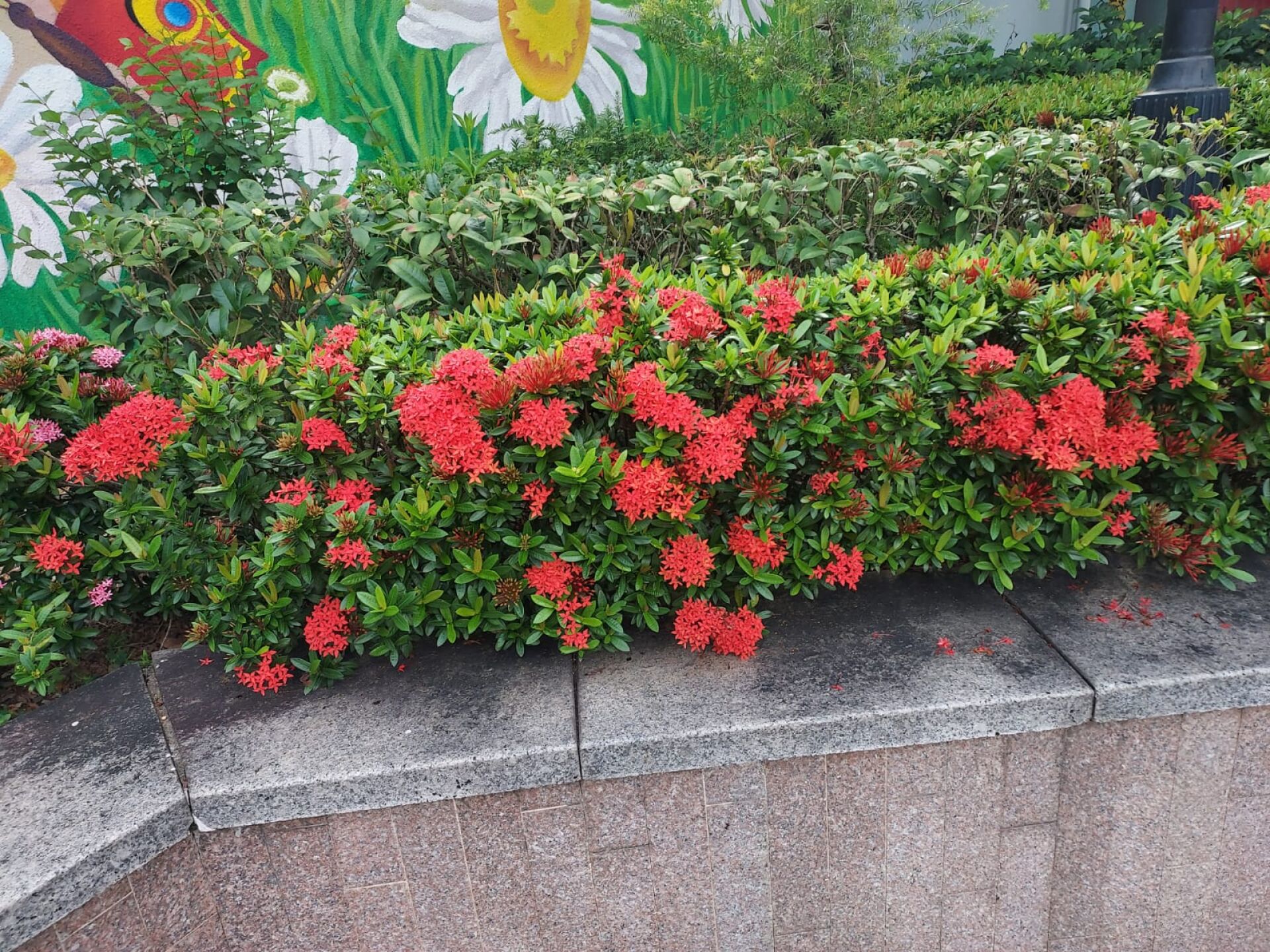 https://www.fa.gov.hk/細葉龍船花