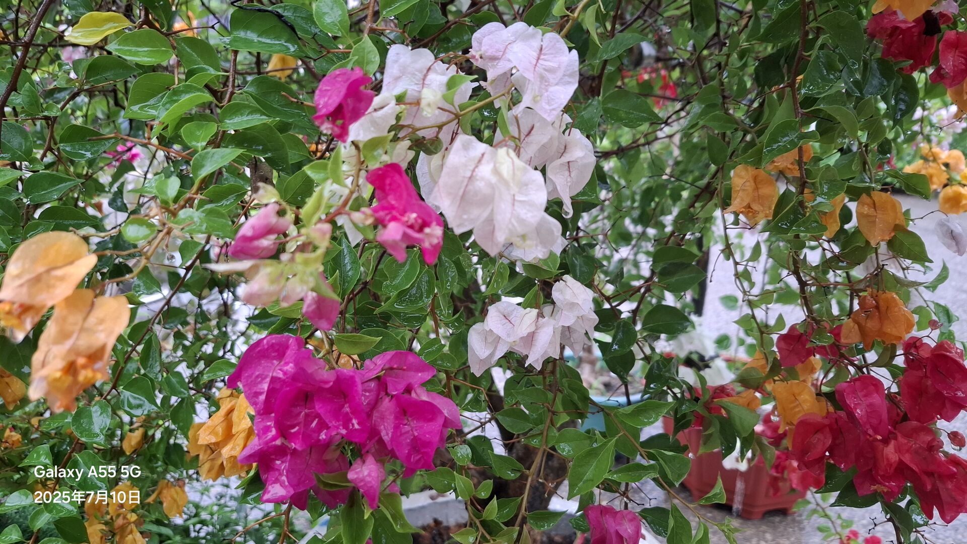 https://www.fa.gov.hk/葉子花(簕杜鵑)