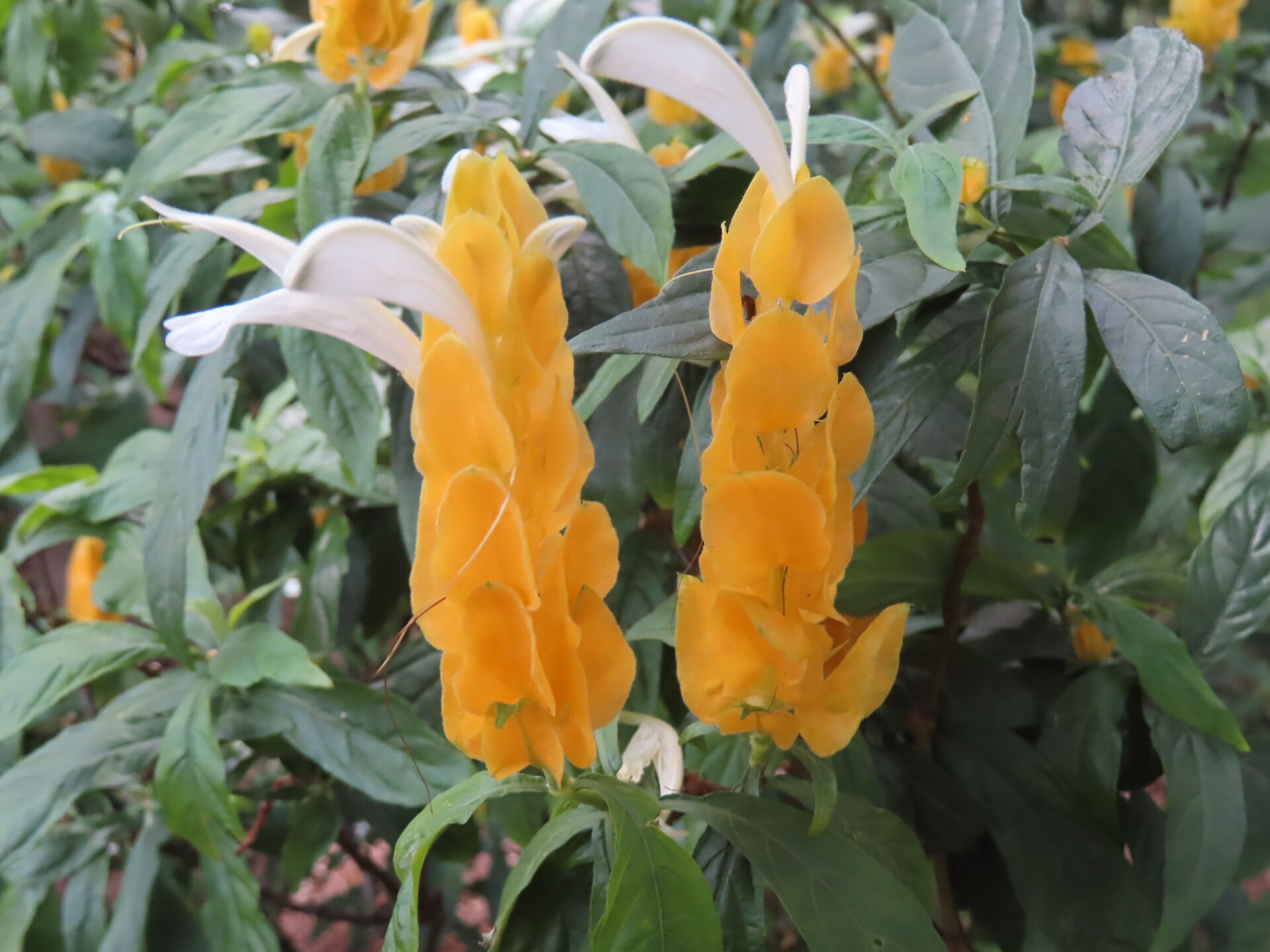https://www.fa.gov.hk/金苞花(黃鴨咀花)