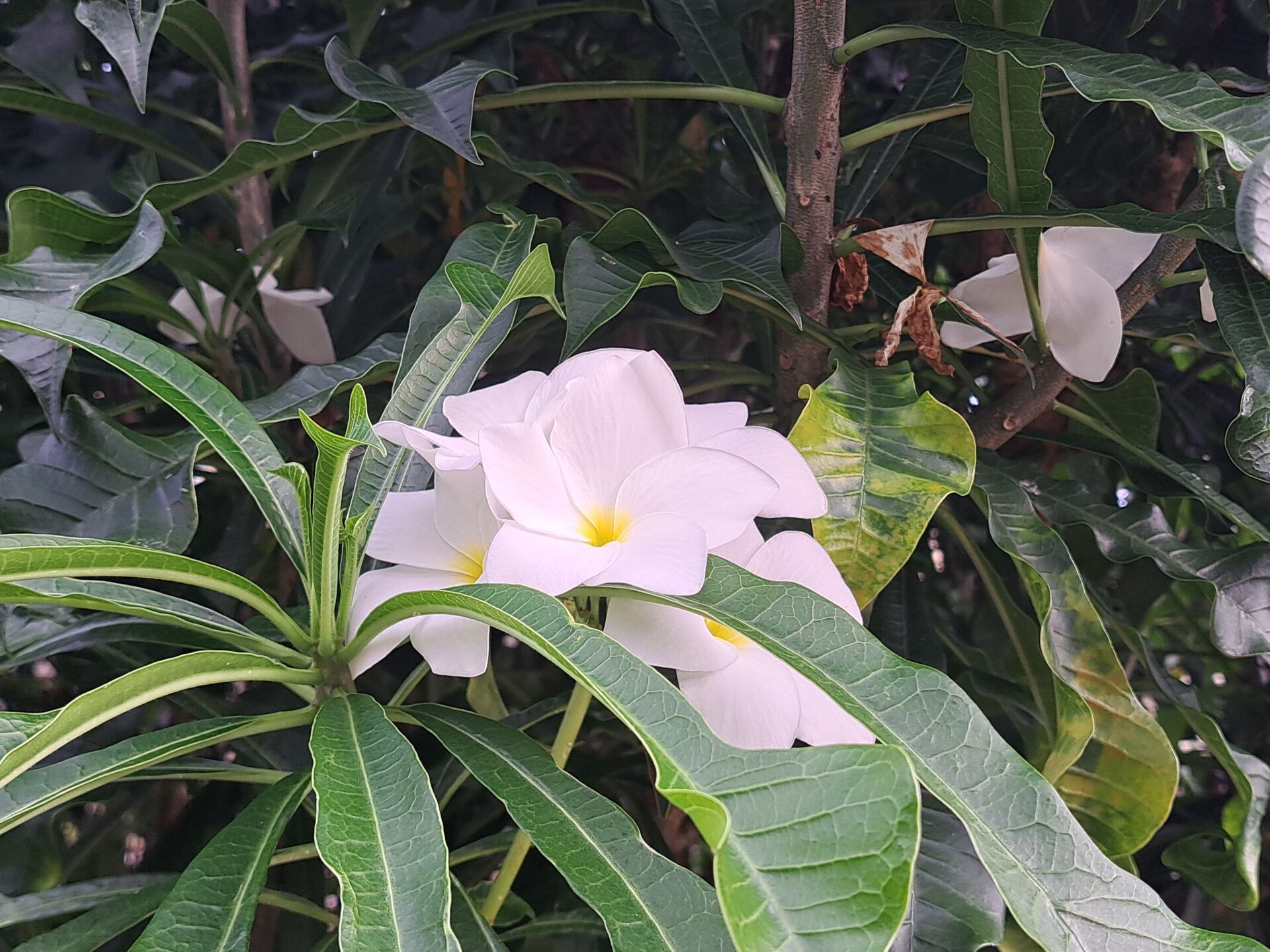https://www.fa.gov.hk/戟葉雞蛋花
