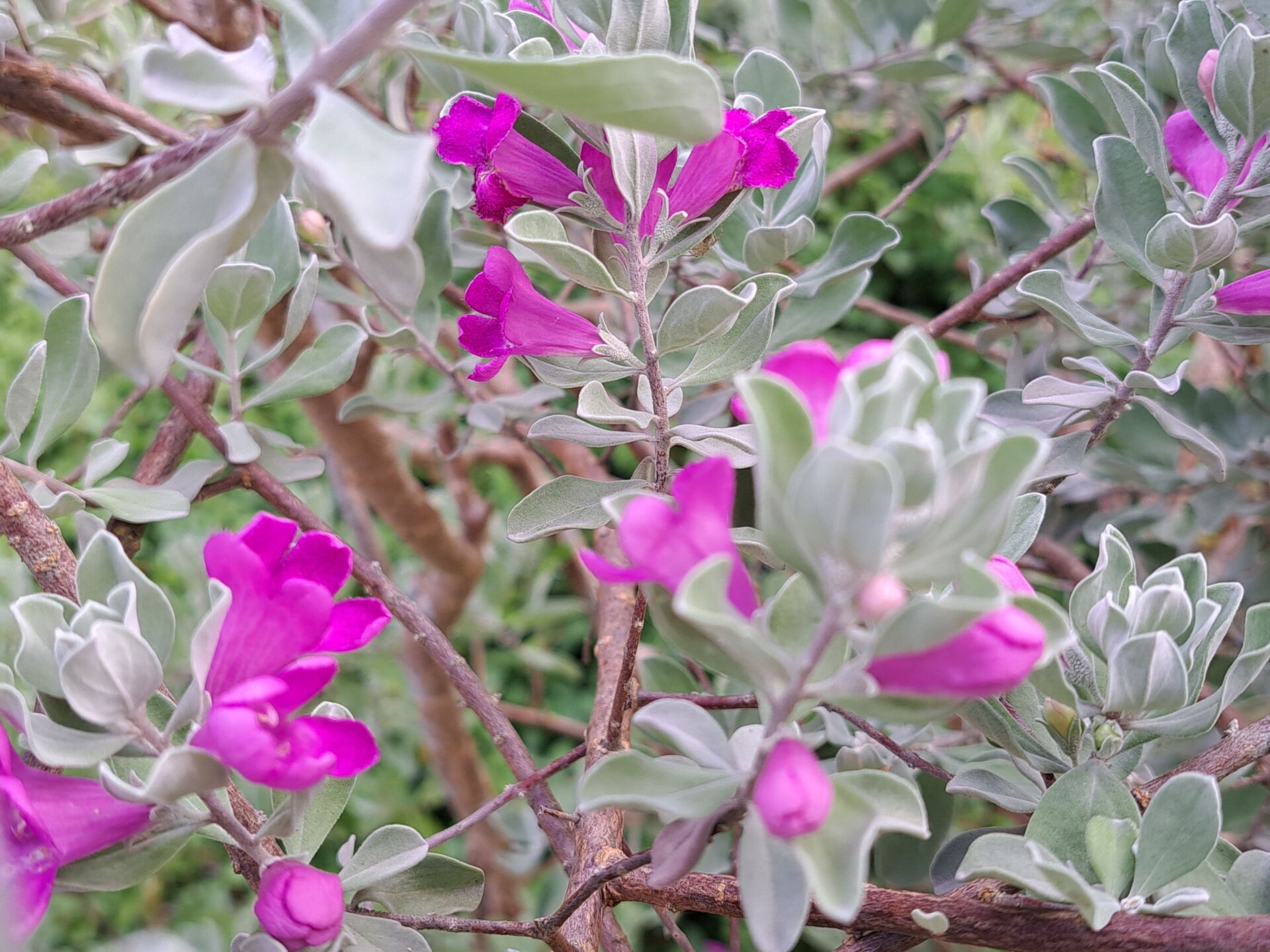 https://www.fa.gov.hk/紅花玉芙蓉