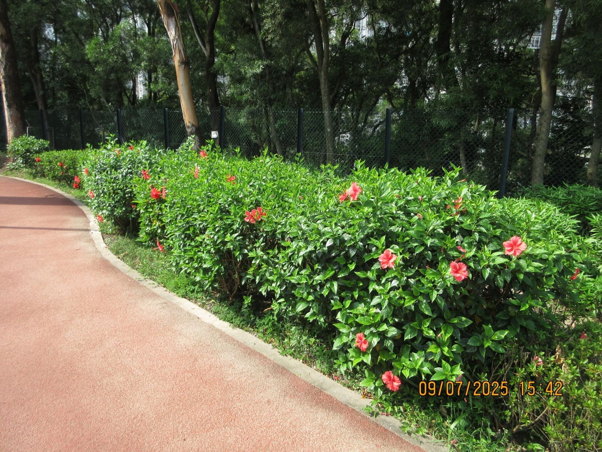 https://www.fa.gov.hk/朱槿(扶桑、大紅花)