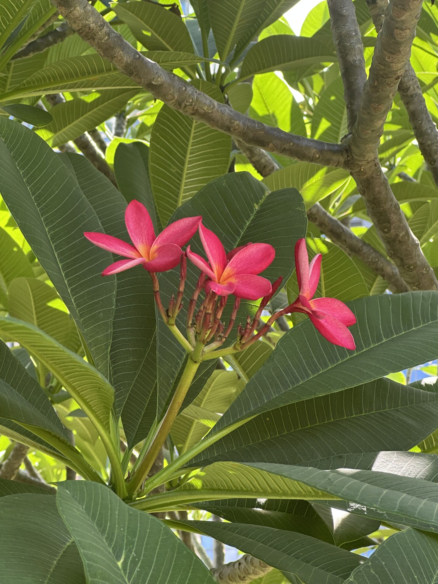 https://www.fa.gov.hk/紅雞蛋花
