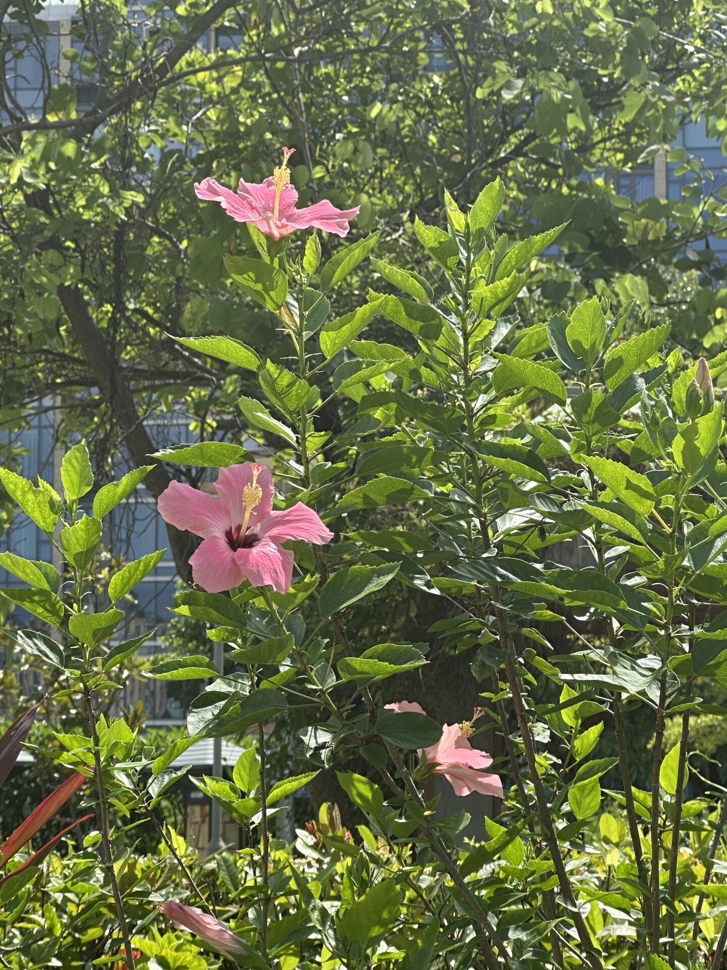 https://www.fa.gov.hk/朱槿(扶桑、大紅花)