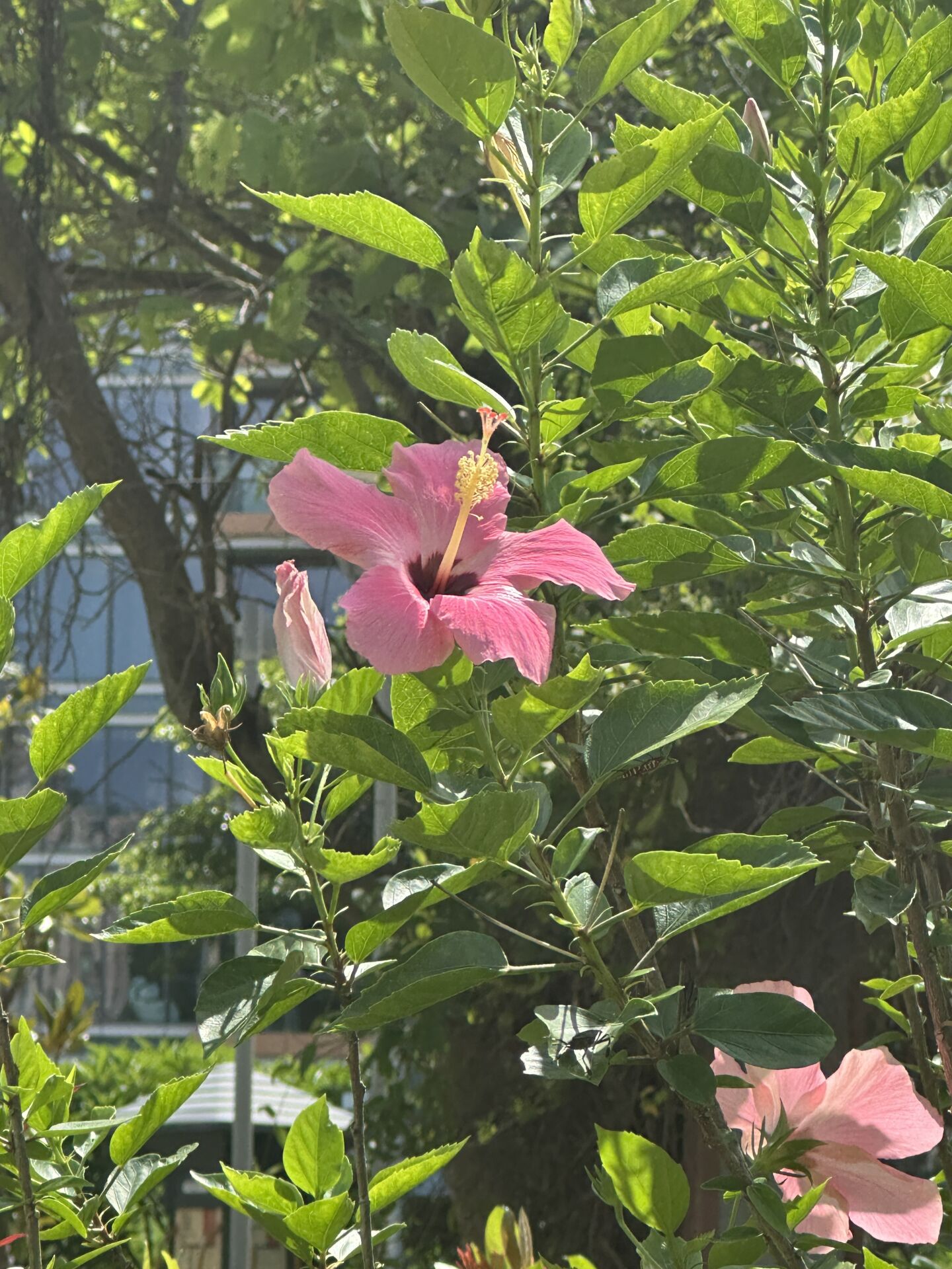 https://www.fa.gov.hk/朱槿(扶桑、大紅花)
