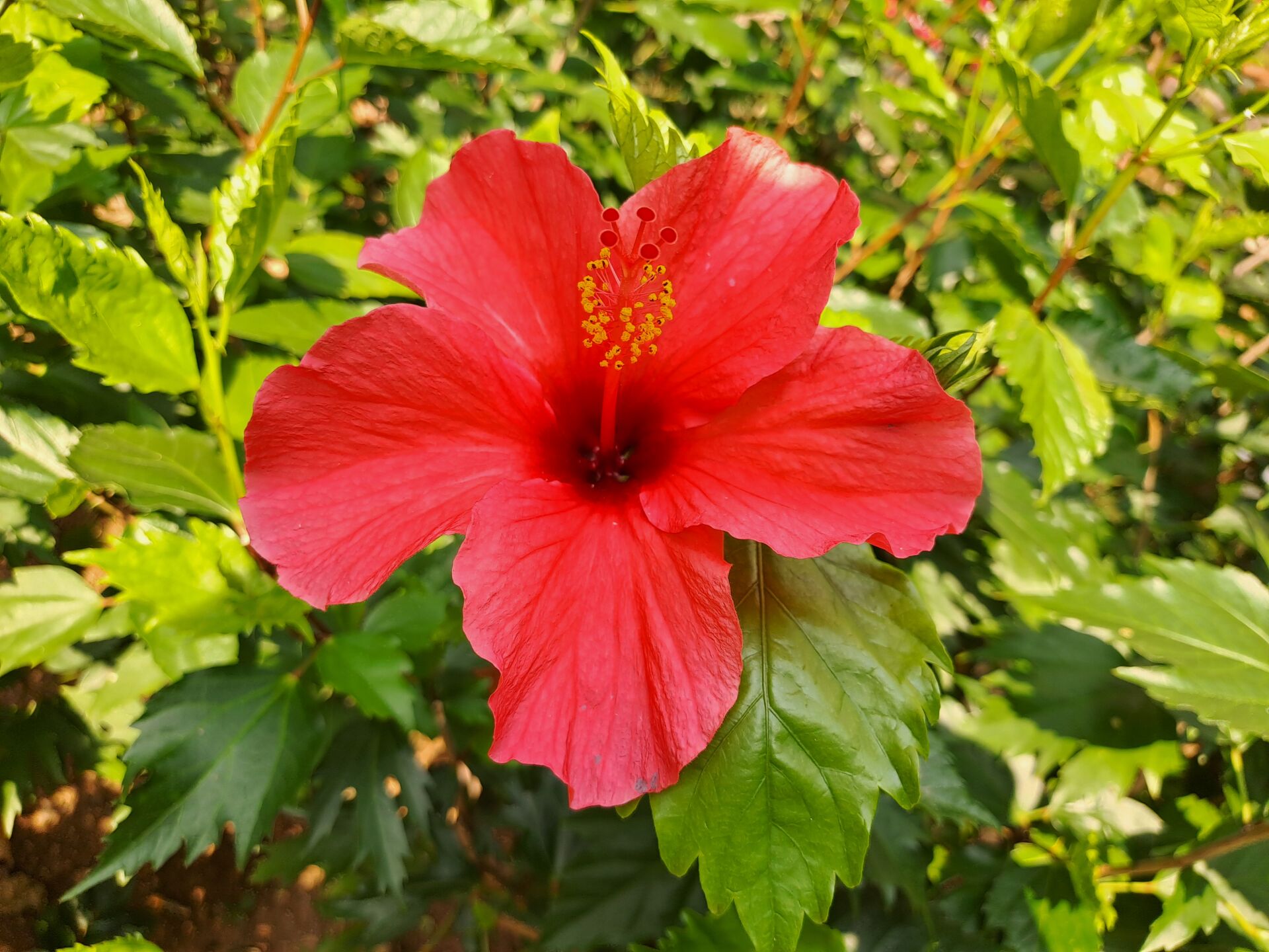 https://www.fa.gov.hk/朱槿(扶桑、大紅花)