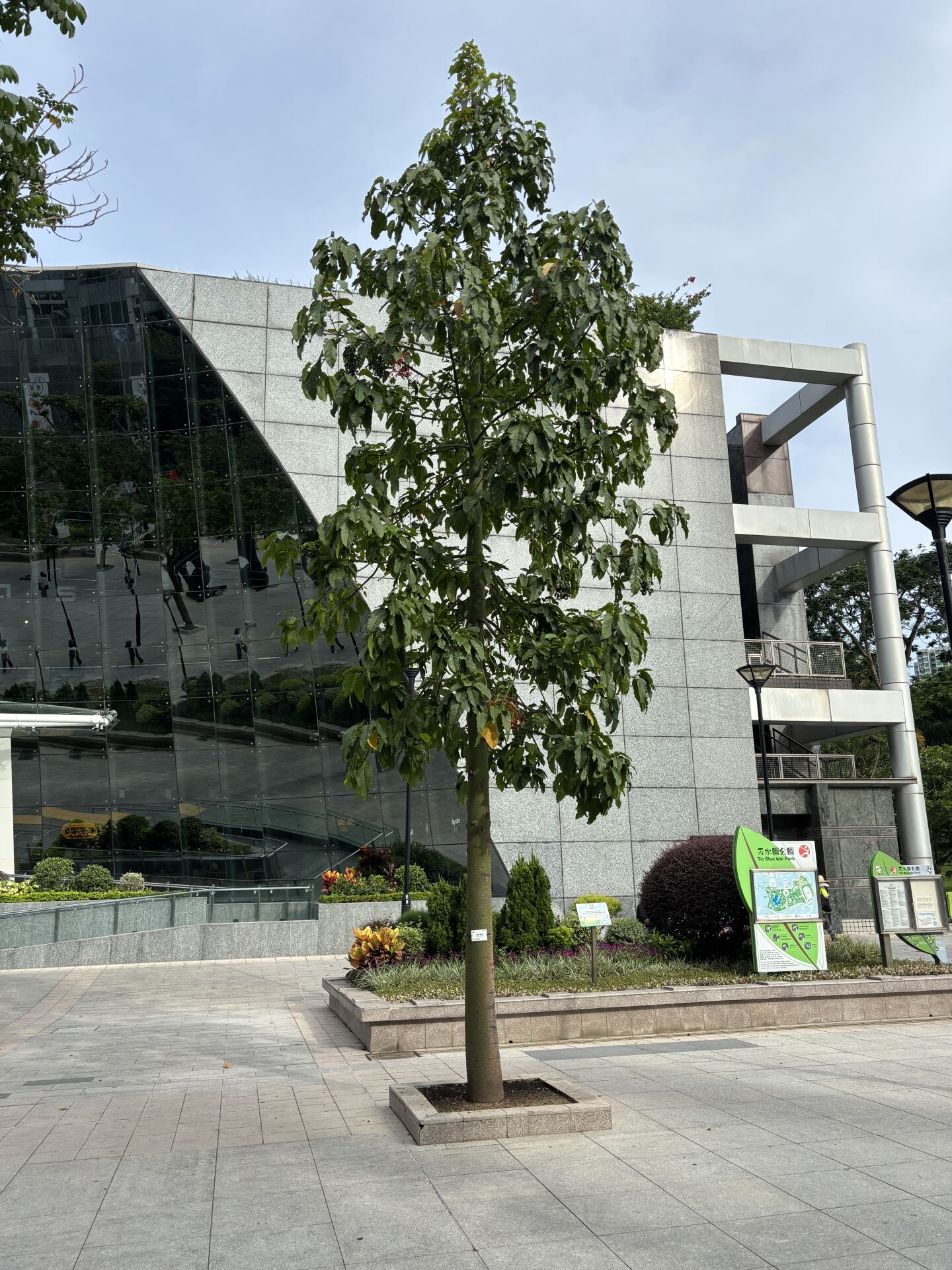 https://www.fa.gov.hk/槭葉蘋婆