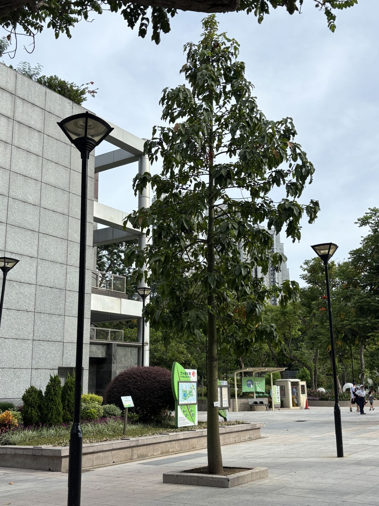 https://www.fa.gov.hk/槭葉蘋婆