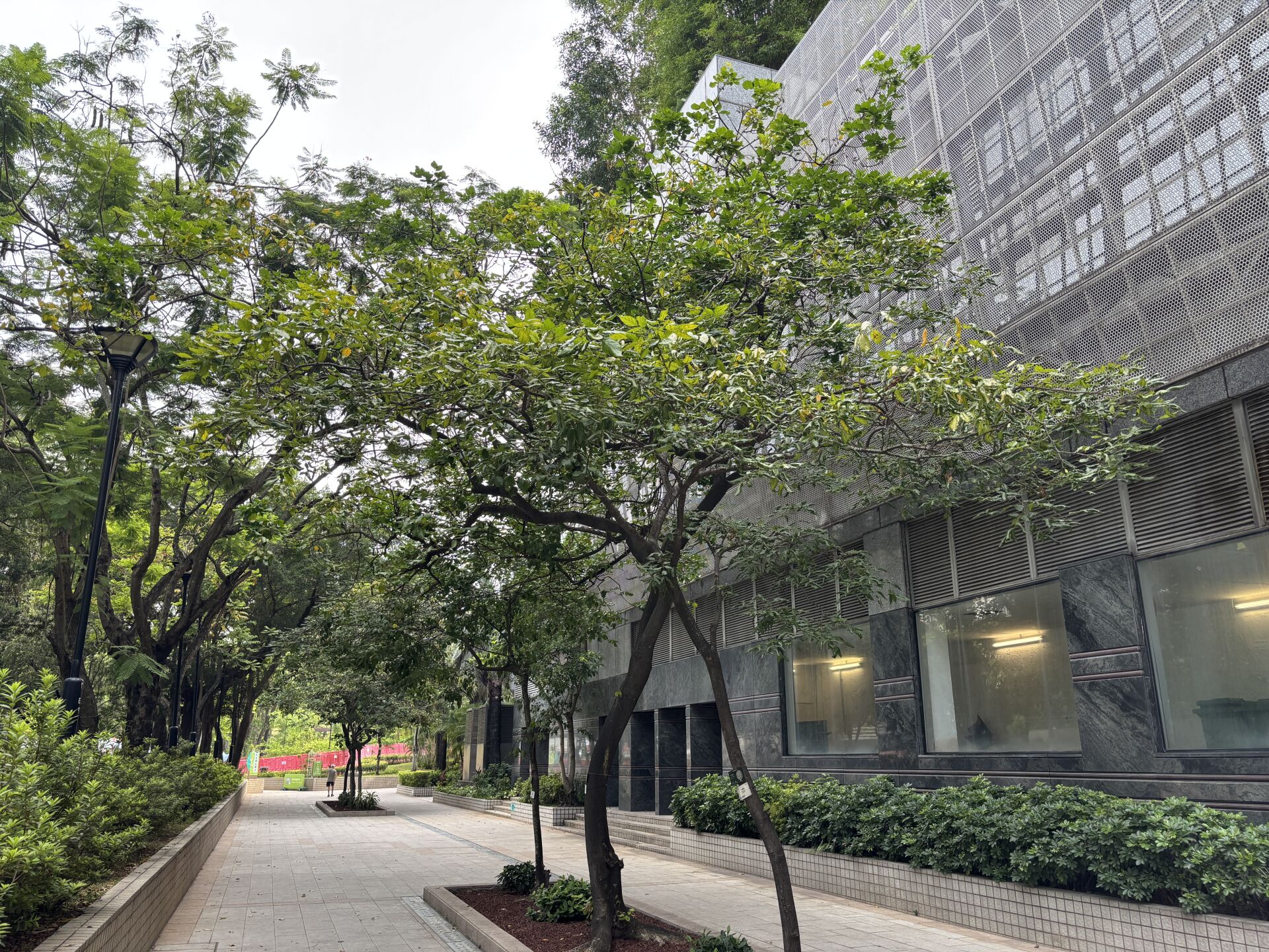 https://www.fa.gov.hk/水黃皮