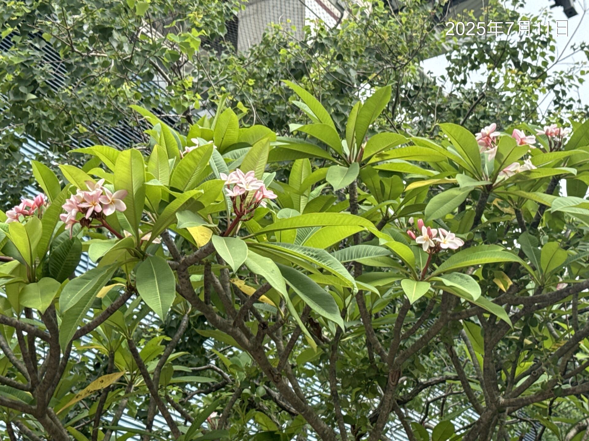 https://www.fa.gov.hk/雞蛋花