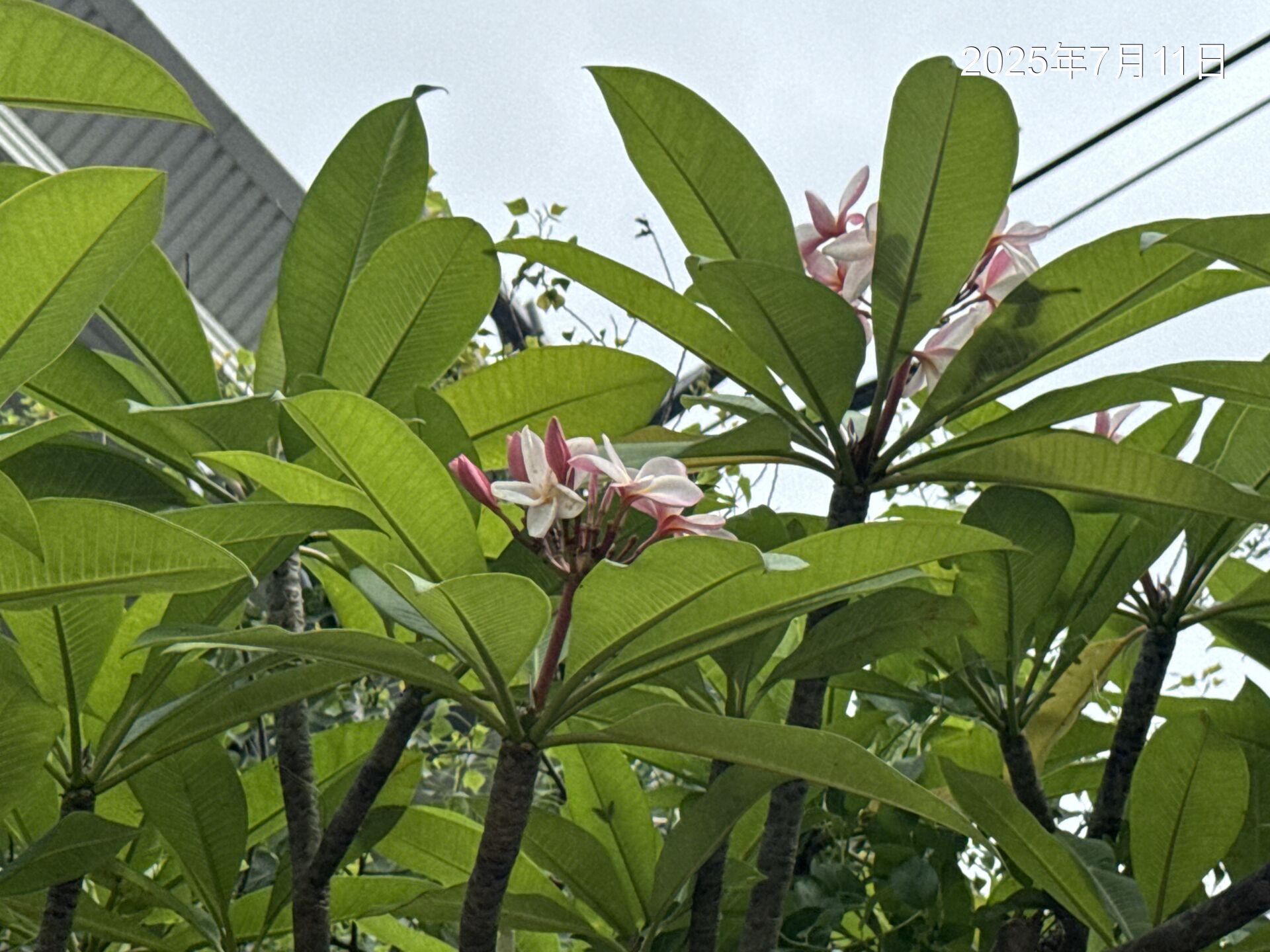 https://www.fa.gov.hk/雞蛋花