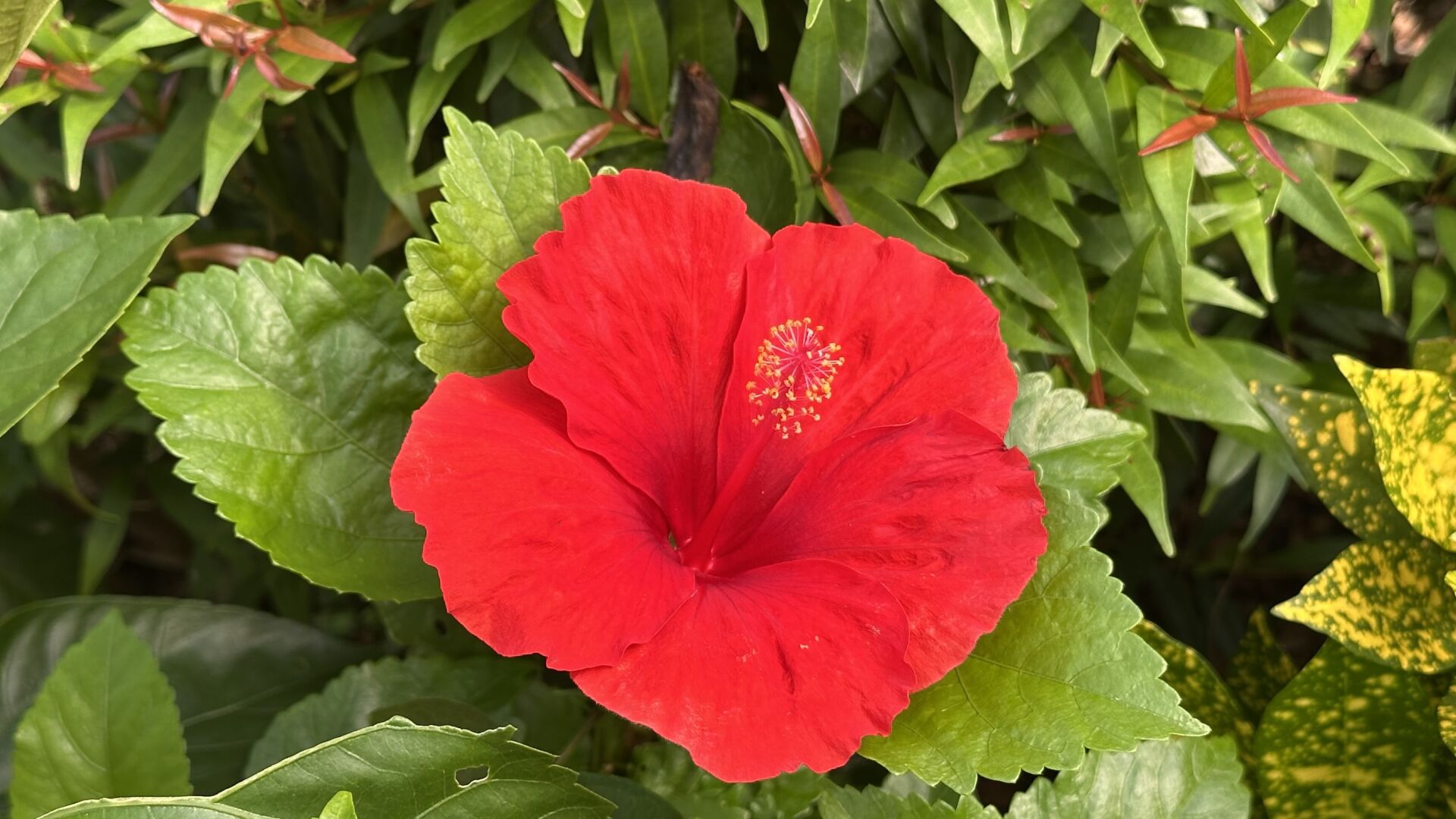 https://www.fa.gov.hk/朱槿(扶桑、大紅花)