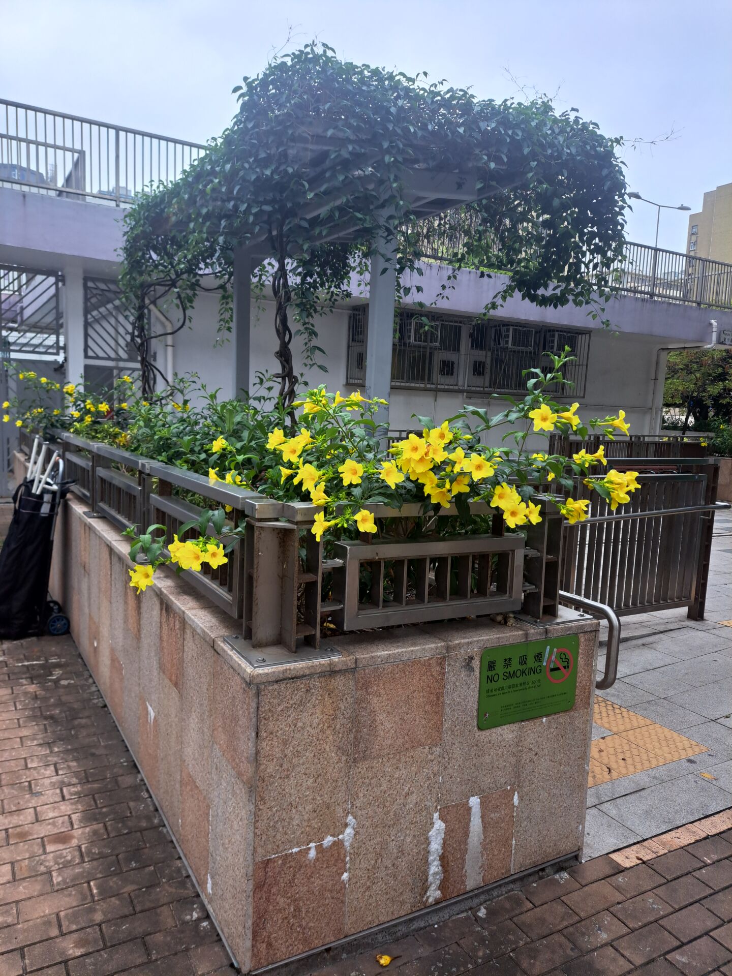 https://www.fa.gov.hk/多花黃蟬