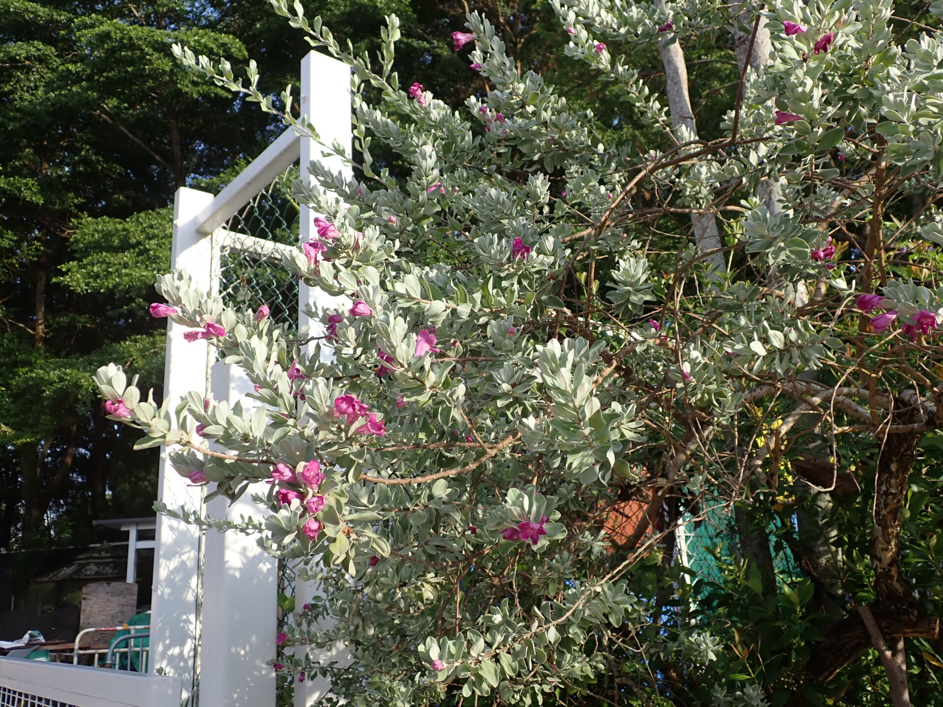 https://www.fa.gov.hk/紅花玉芙蓉