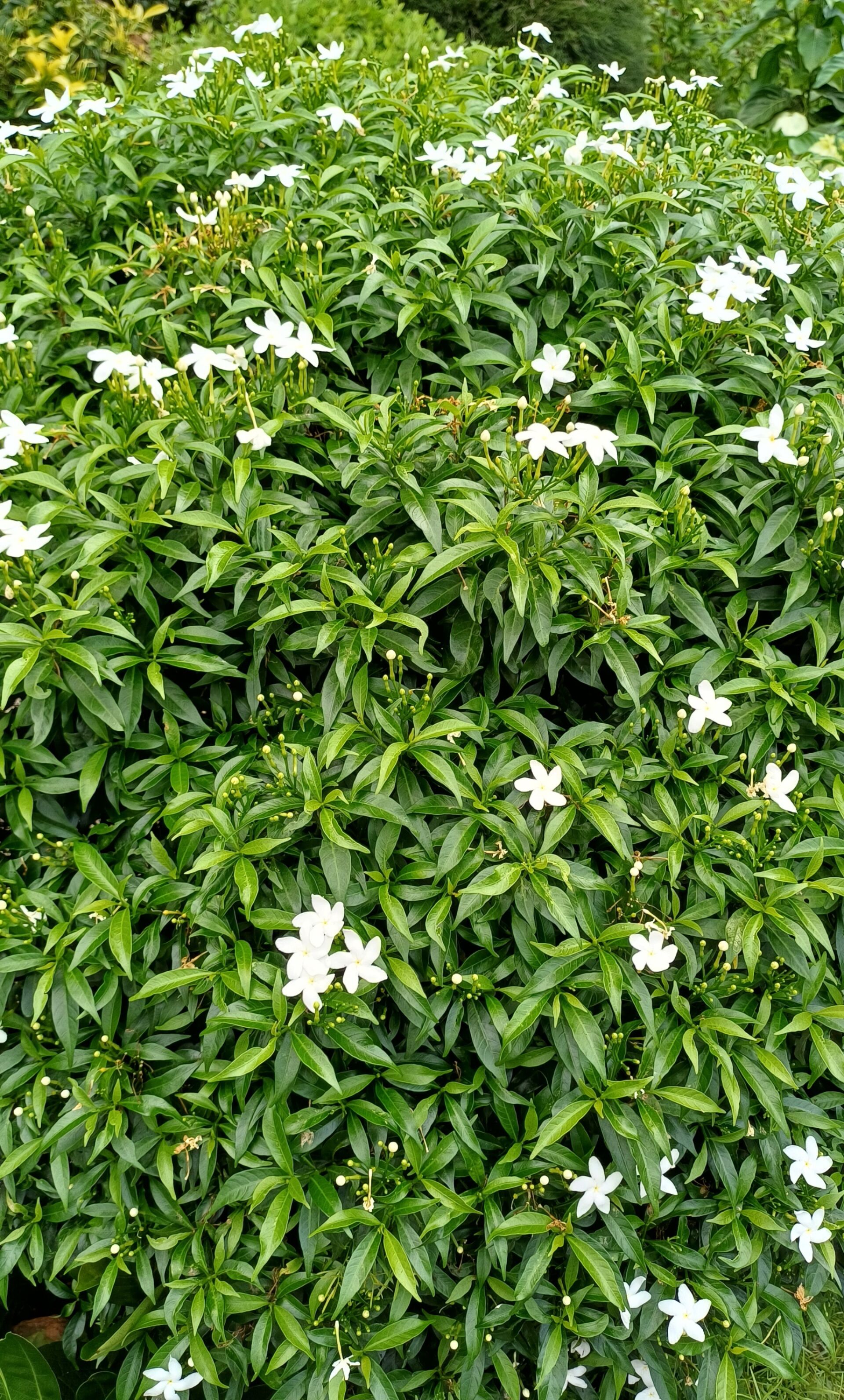 https://www.fa.gov.hk/細葉狗牙花