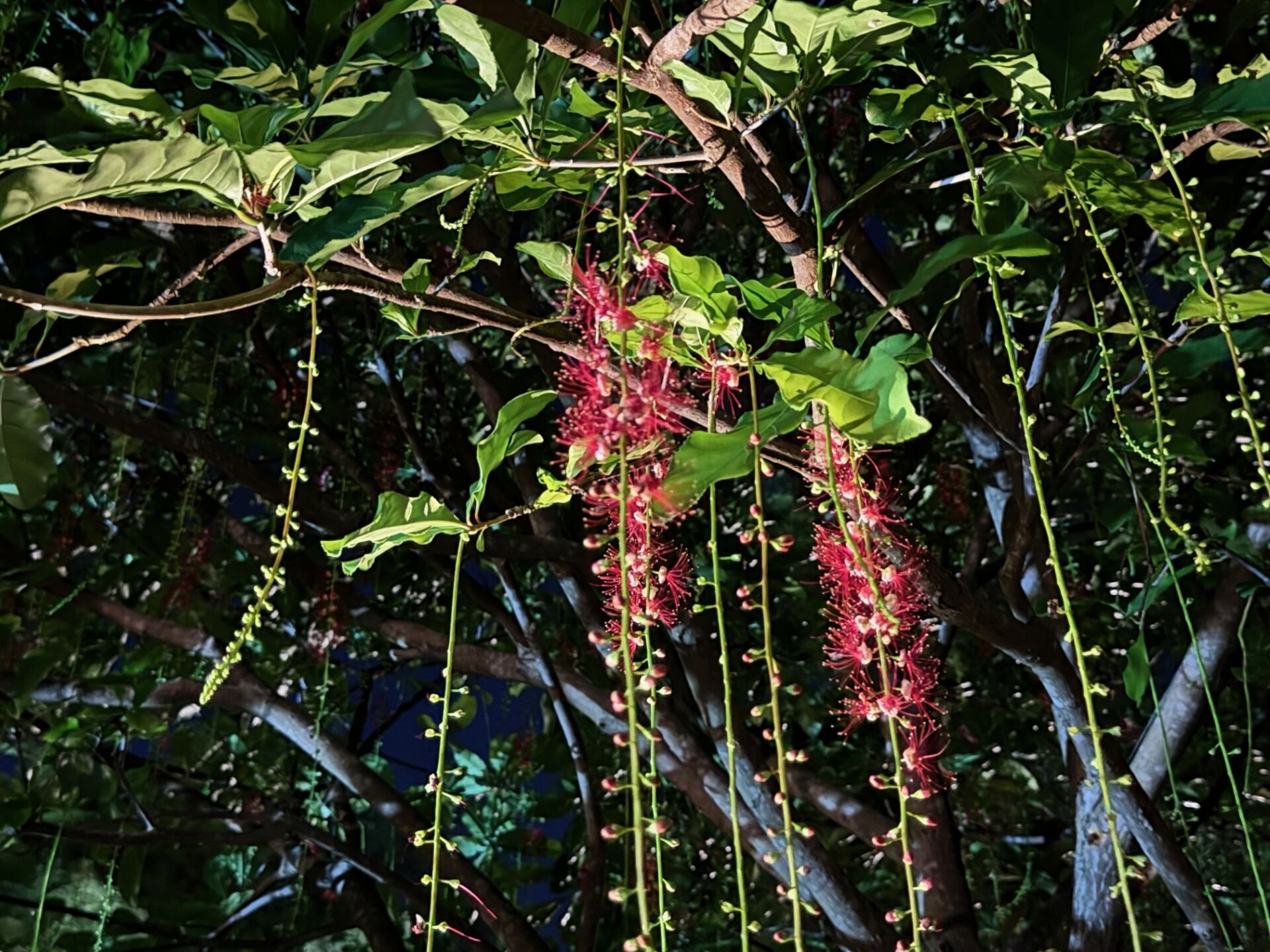 https://www.fa.gov.hk/紅花玉蕊