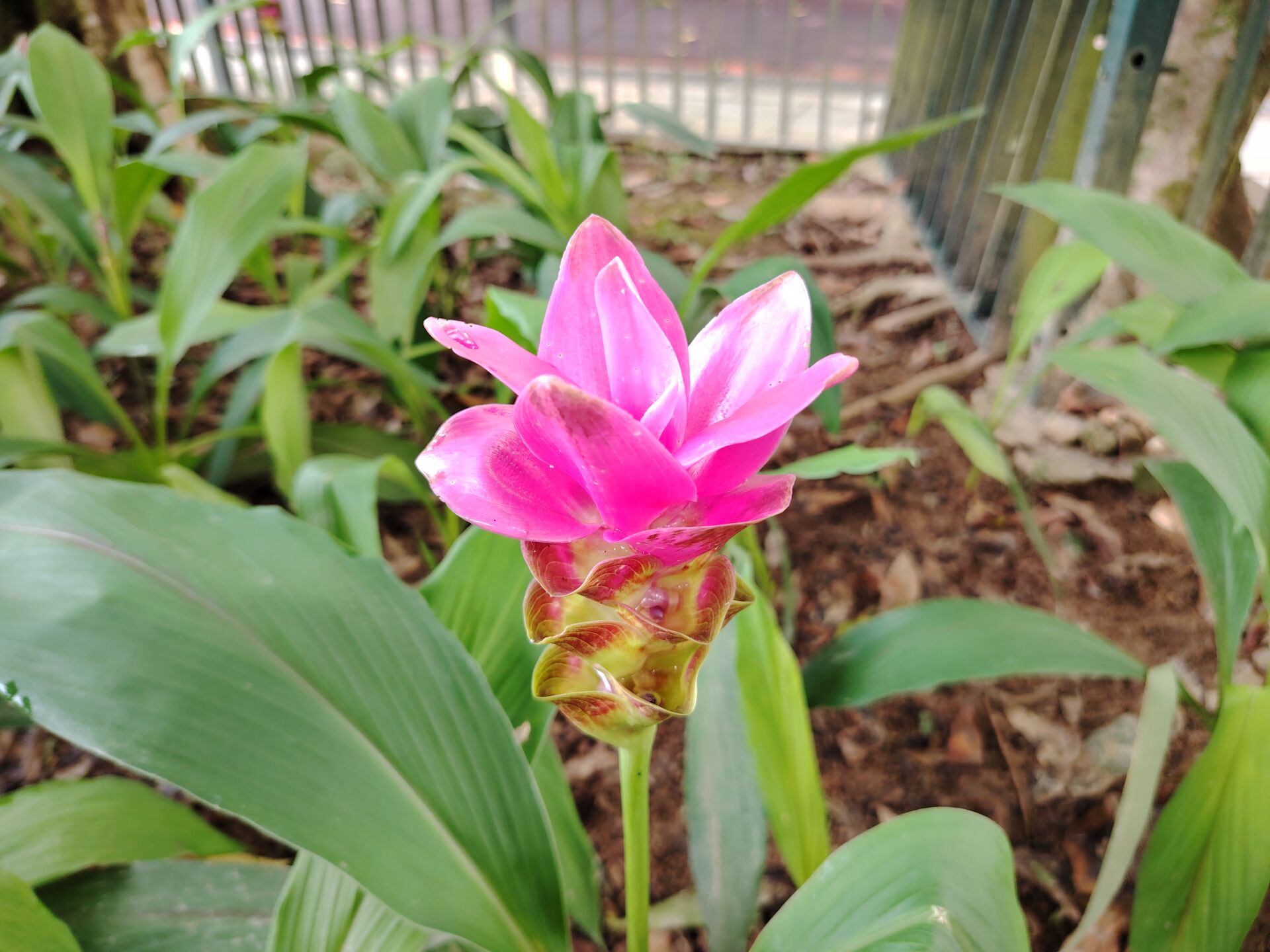 https://www.fa.gov.hk/薑荷花