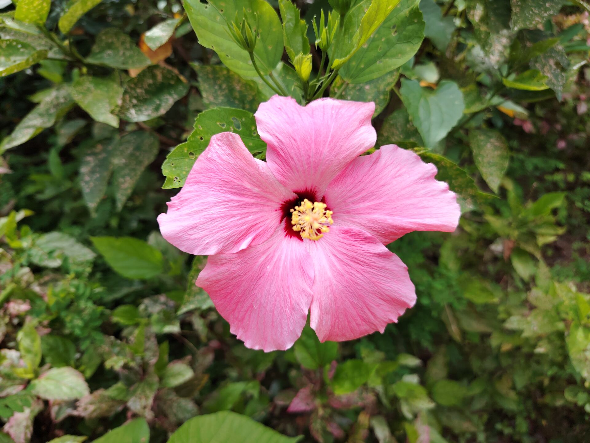 https://www.fa.gov.hk/朱槿(扶桑、大紅花)