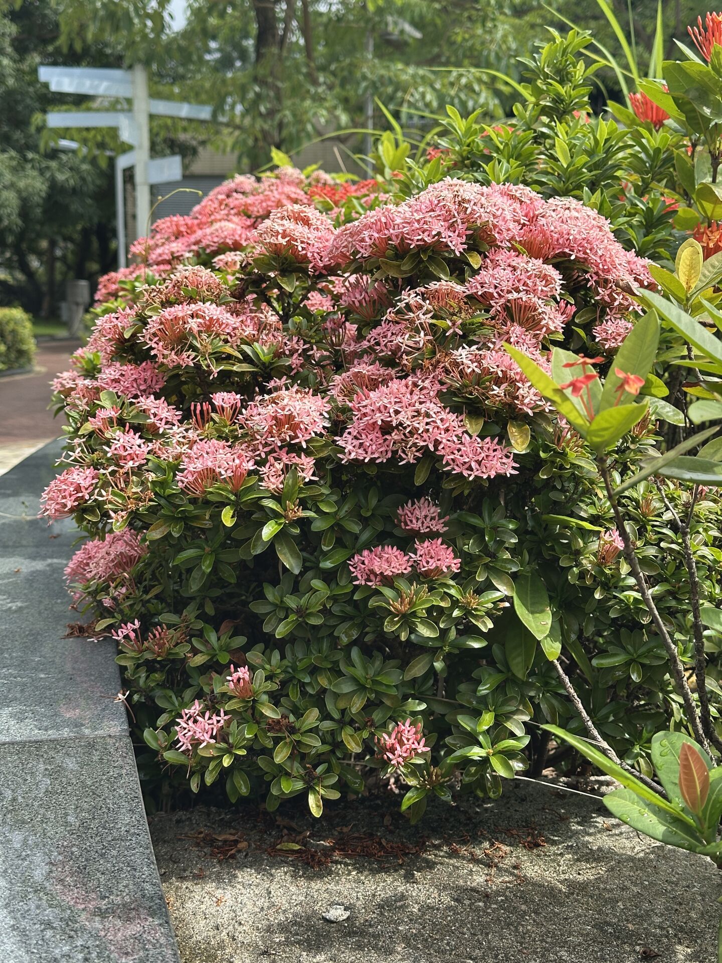 https://www.fa.gov.hk/細葉龍船花