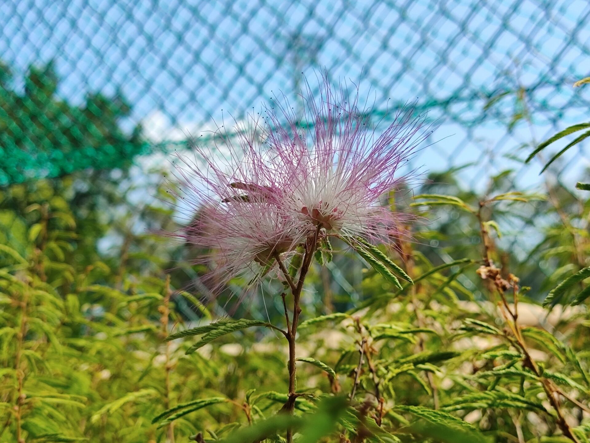 https://www.fa.gov.hk/細葉粉撲花