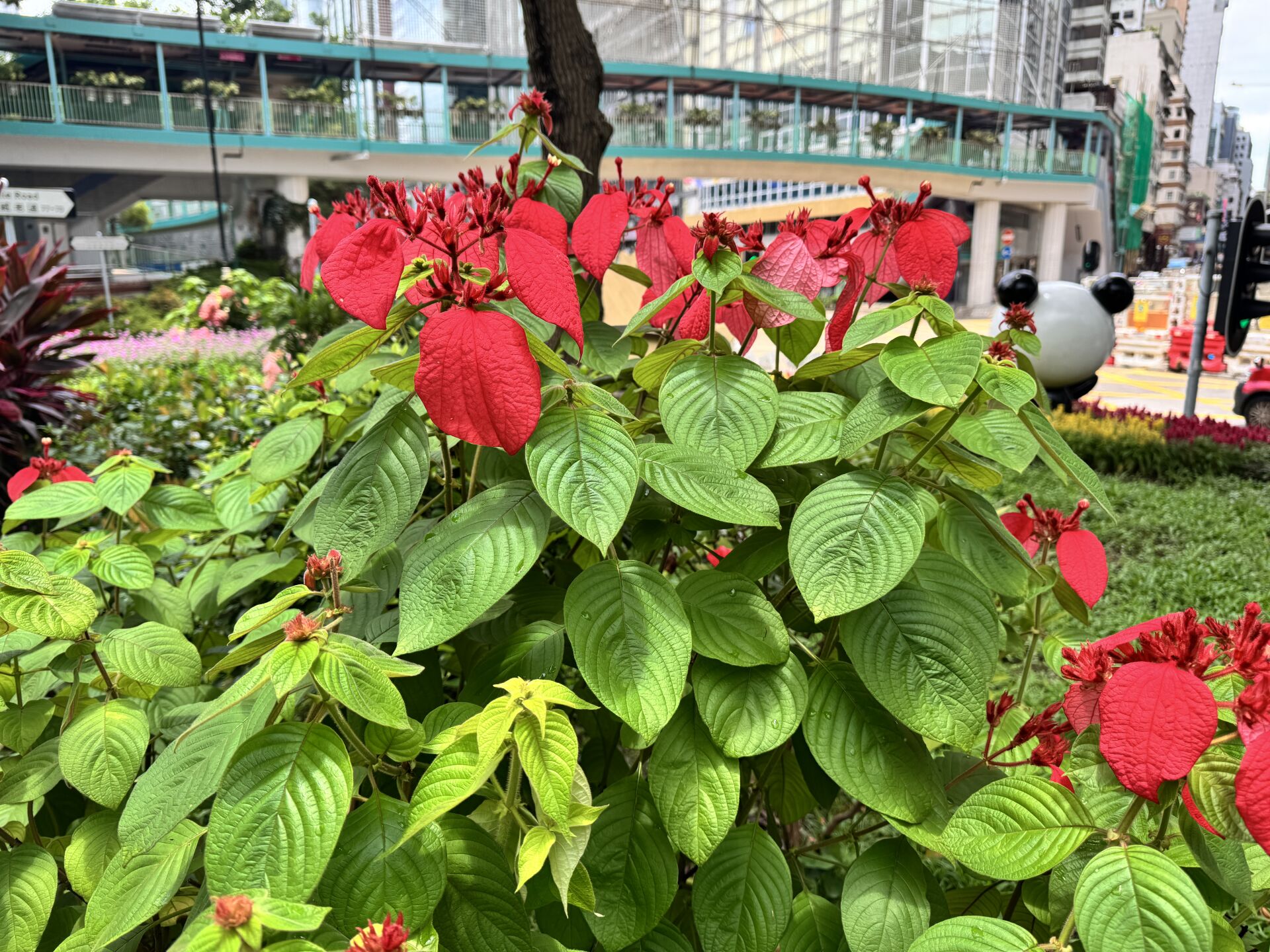 https://www.fa.gov.hk/紅葉金花 (紅紙扇)